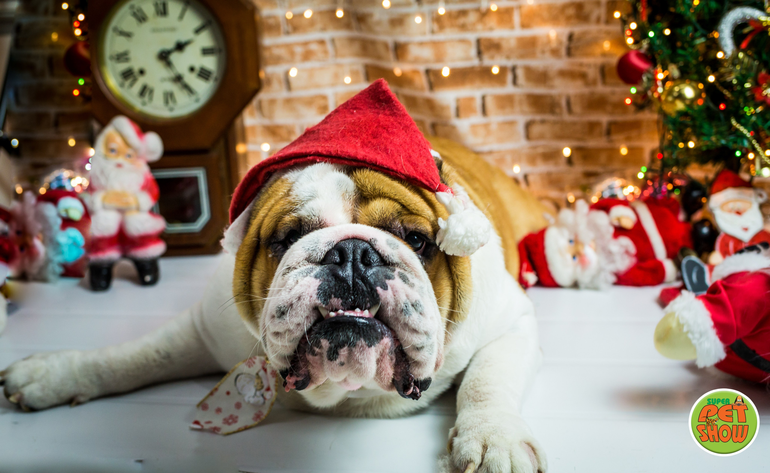 2019 — Natal encantado dos Pets. Fotografia Pet — estúdio, eventos, aniversários, ensaios temáticos