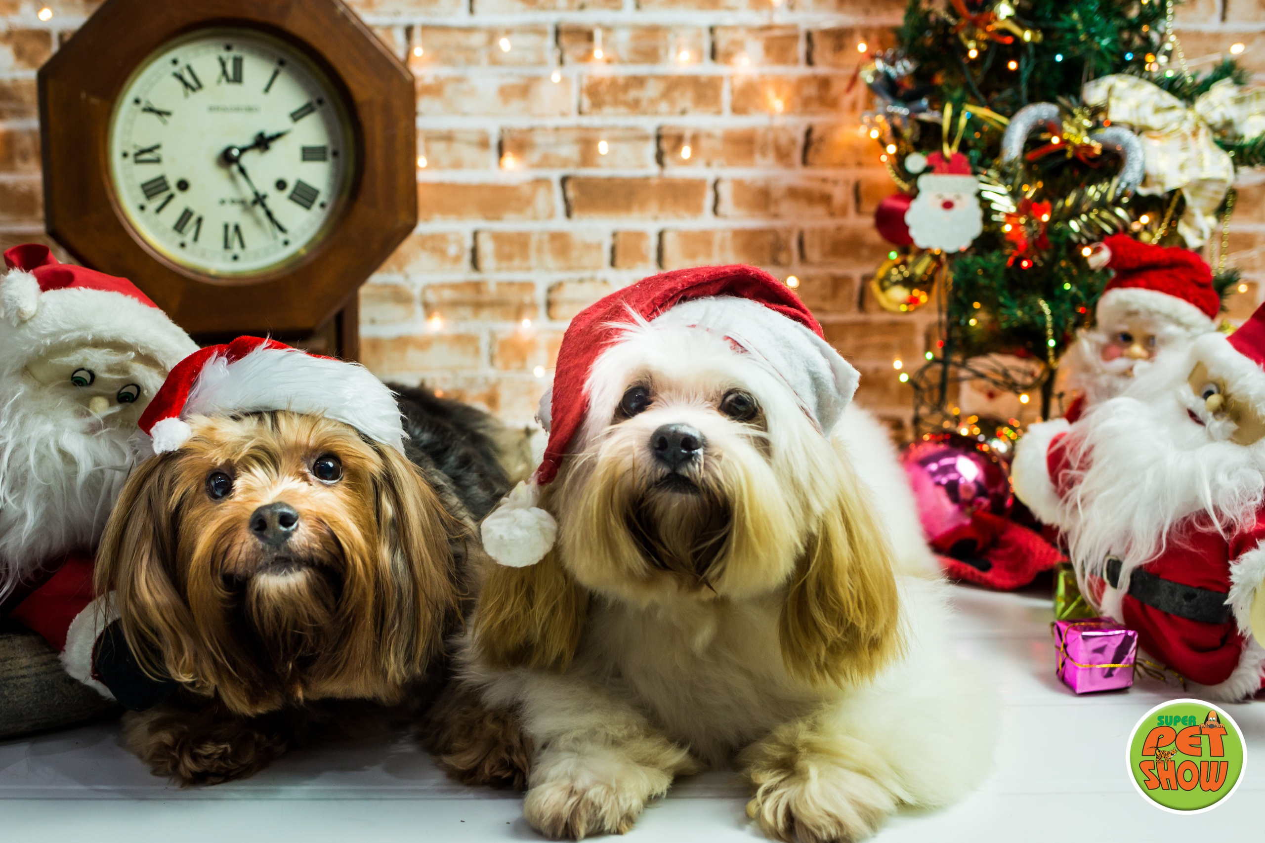 2019 — Natal encantado dos Pets. Fotografia Pet — estúdio, eventos, aniversários, ensaios temáticos
