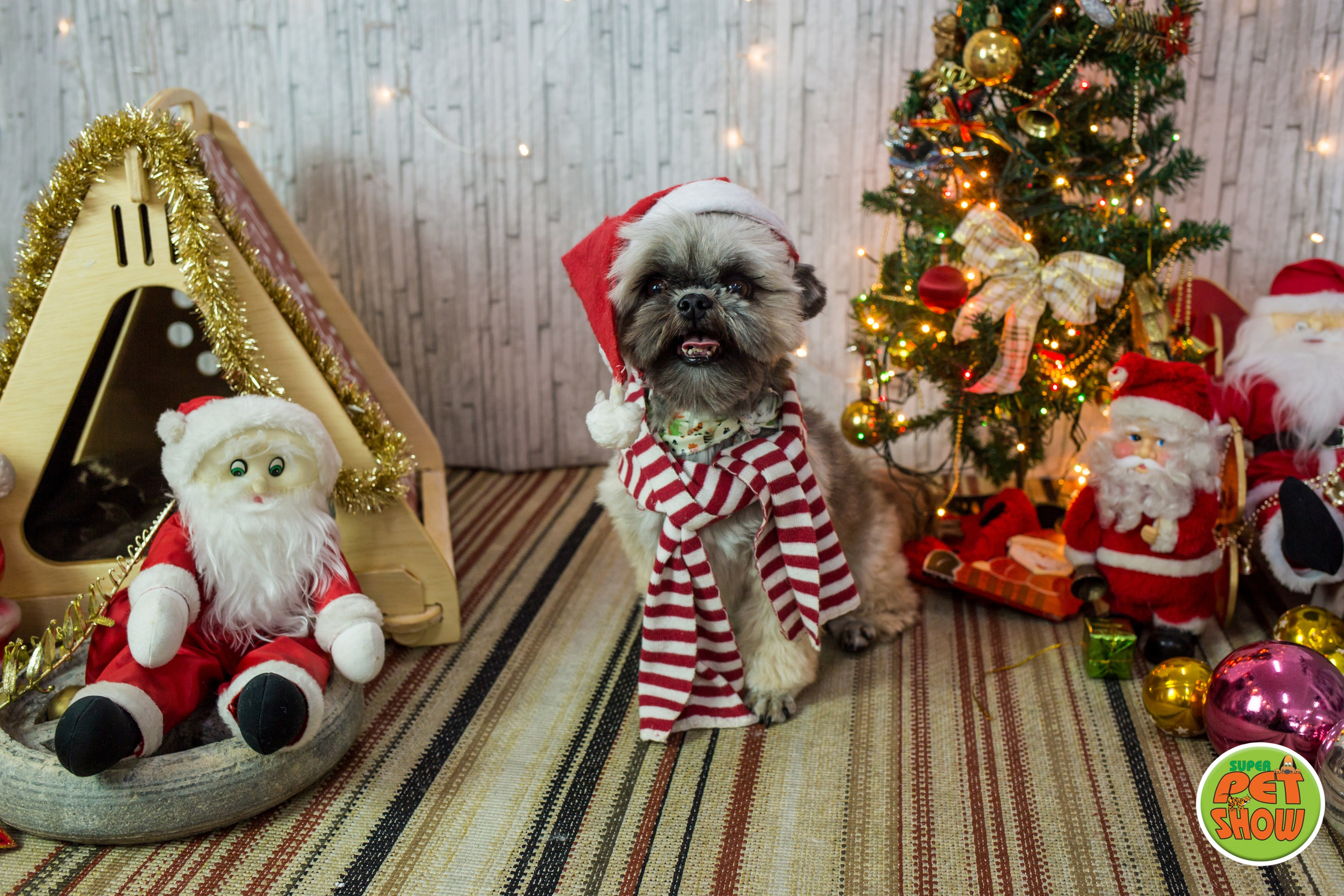 2019 — Natal encantado dos Pets. Fotografia Pet — estúdio, eventos, aniversários, ensaios temáticos