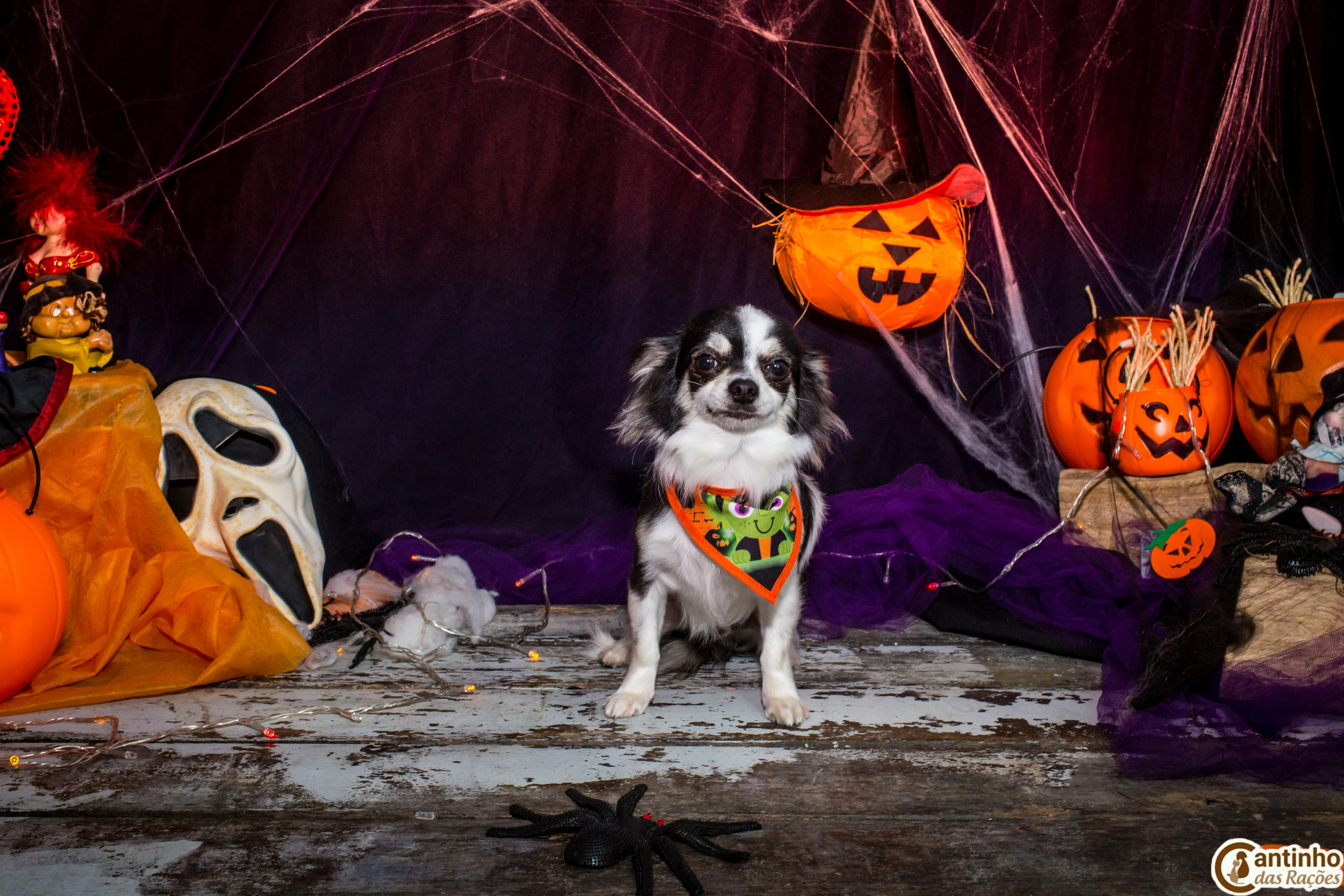 Hallowen — 2020 Doces ou travessuras. Fotografia Pet — estúdio, eventos, aniversários, ensaios temáticos