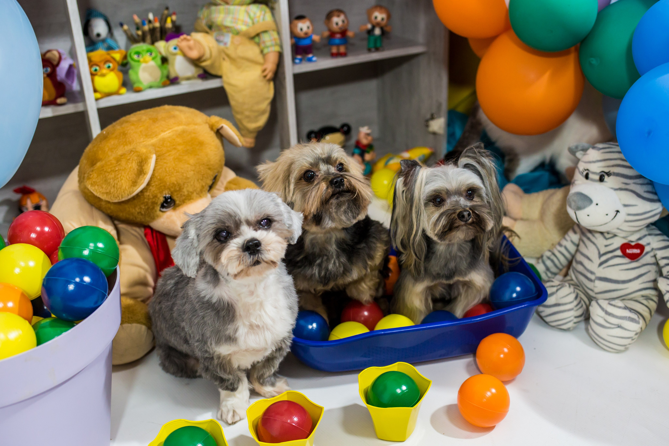 Dia das crianças — 2021. Fotografia Pet — estúdio, eventos, aniversários, ensaios temáticos