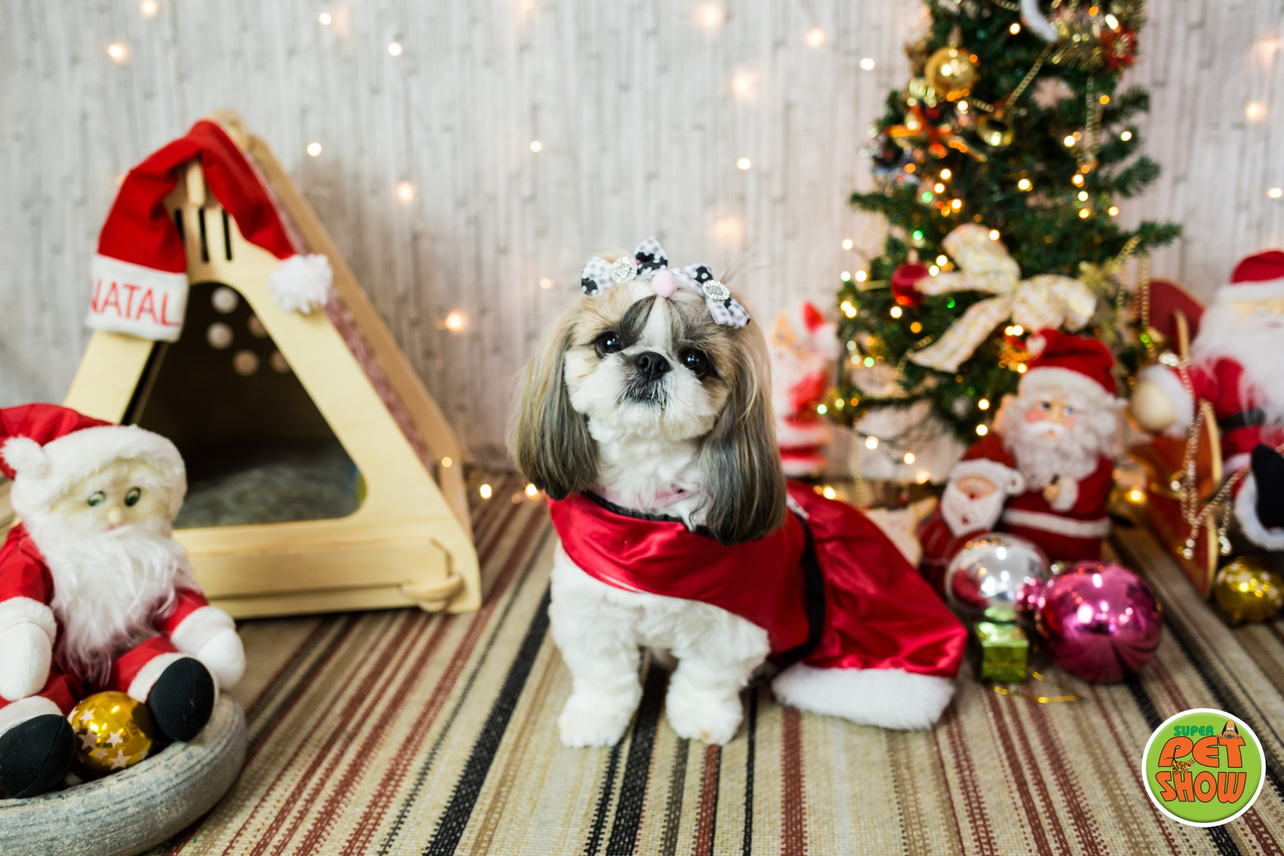 2019 — Natal encantado dos Pets. Fotografia Pet — estúdio, eventos, aniversários, ensaios temáticos