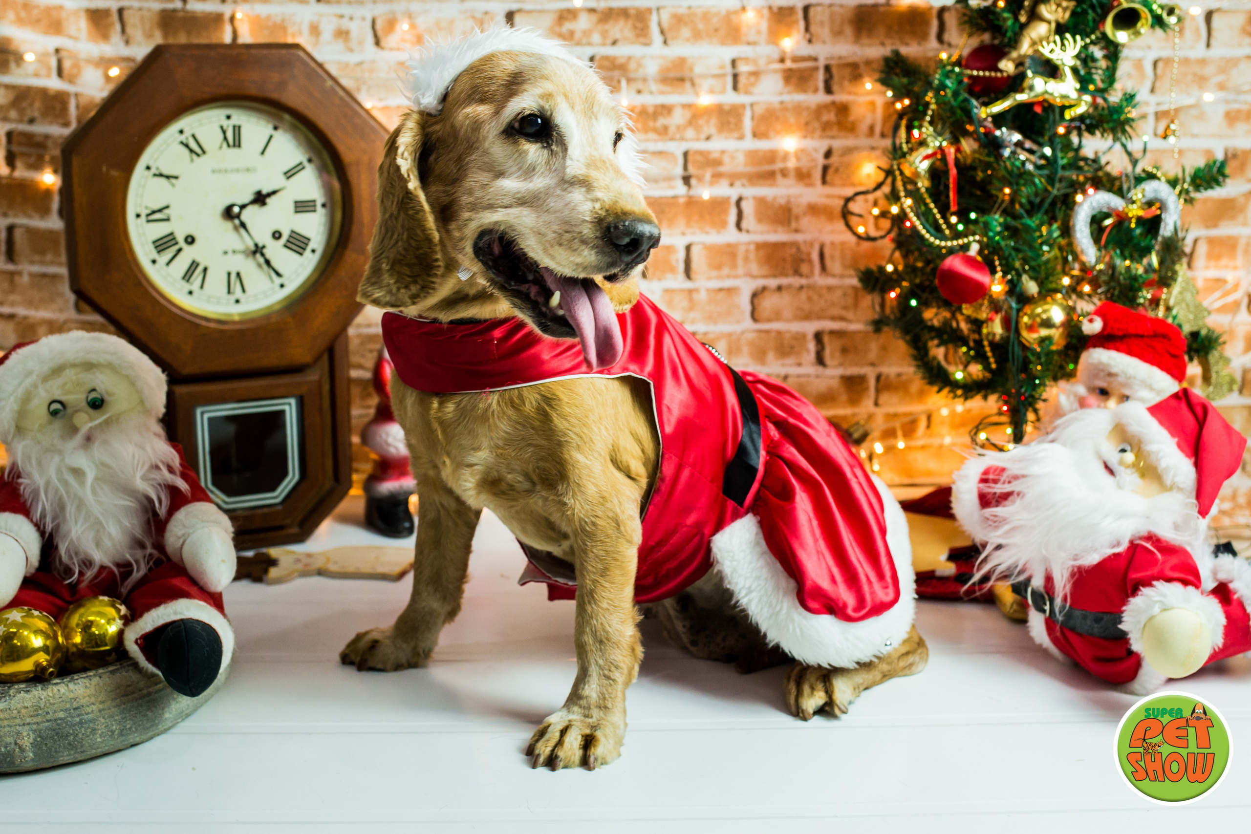 2019 — Natal encantado dos Pets. Fotografia Pet — estúdio, eventos, aniversários, ensaios temáticos