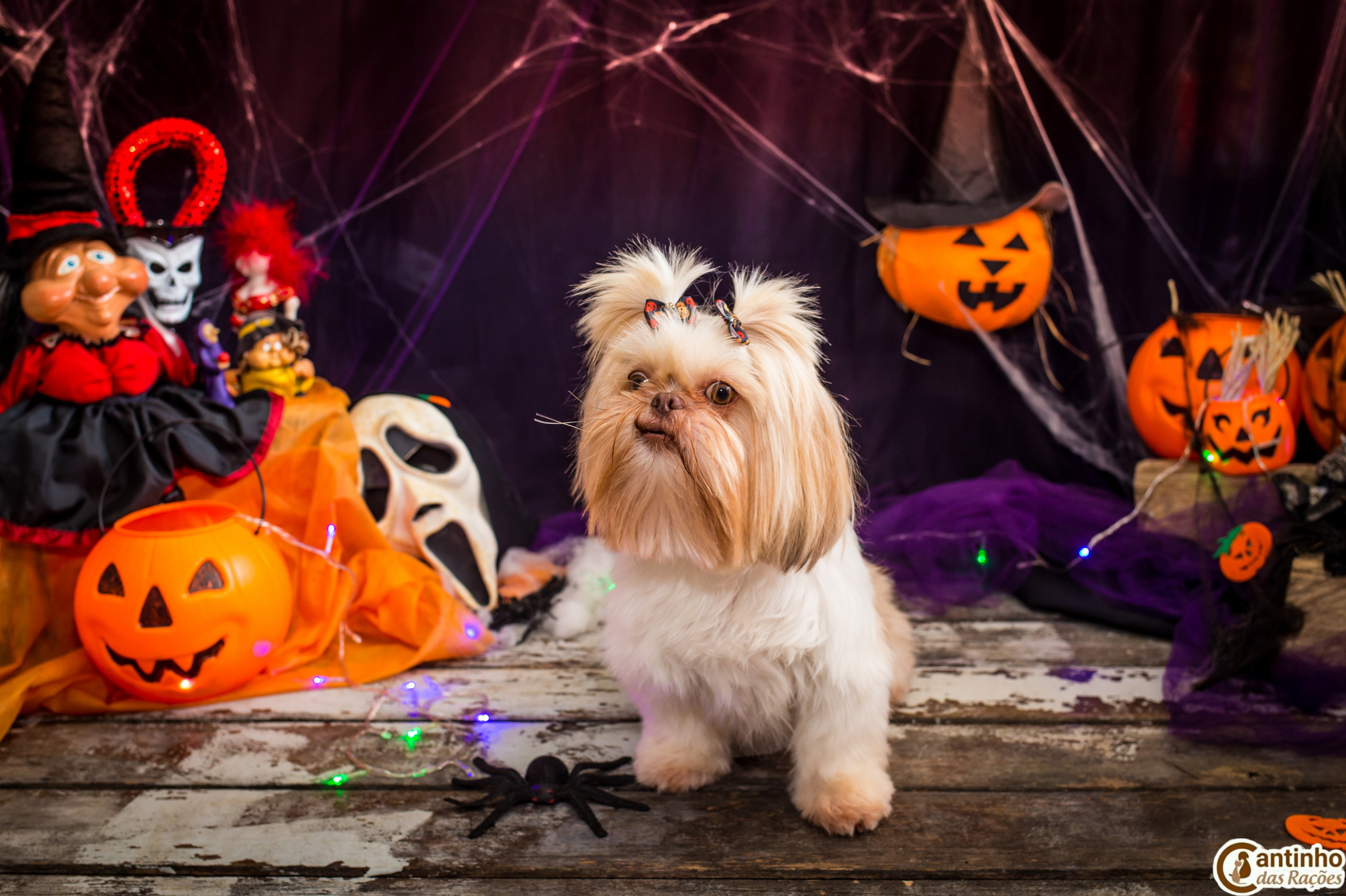 Hallowen — 2020 Doces ou travessuras. Fotografia Pet — estúdio, eventos, aniversários, ensaios temáticos