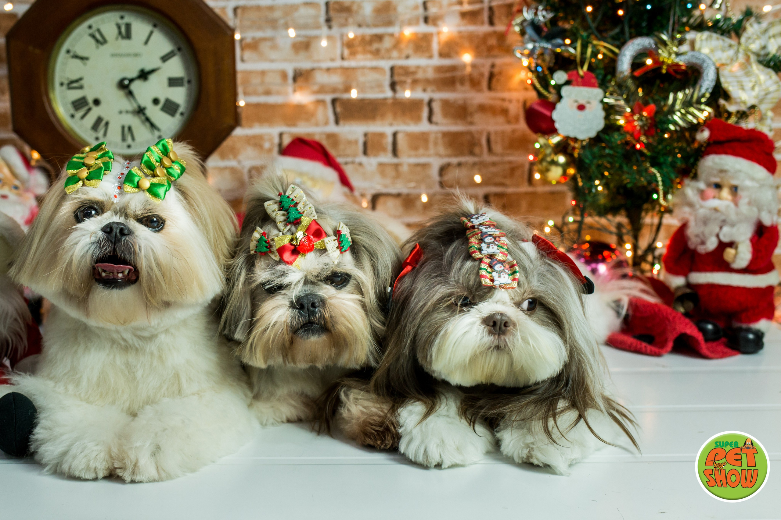 2019 — Natal encantado dos Pets. Fotografia Pet — estúdio, eventos, aniversários, ensaios temáticos