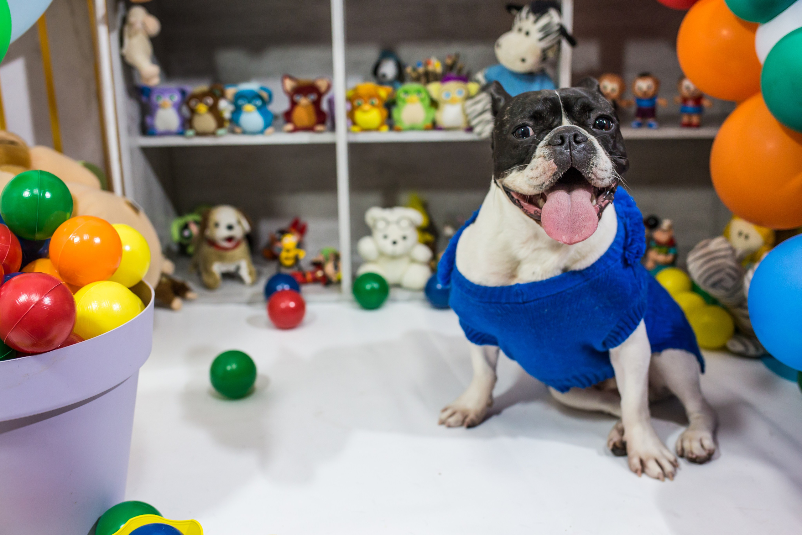 Dia das crianças — 2021. Fotografia Pet — estúdio, eventos, aniversários, ensaios temáticos