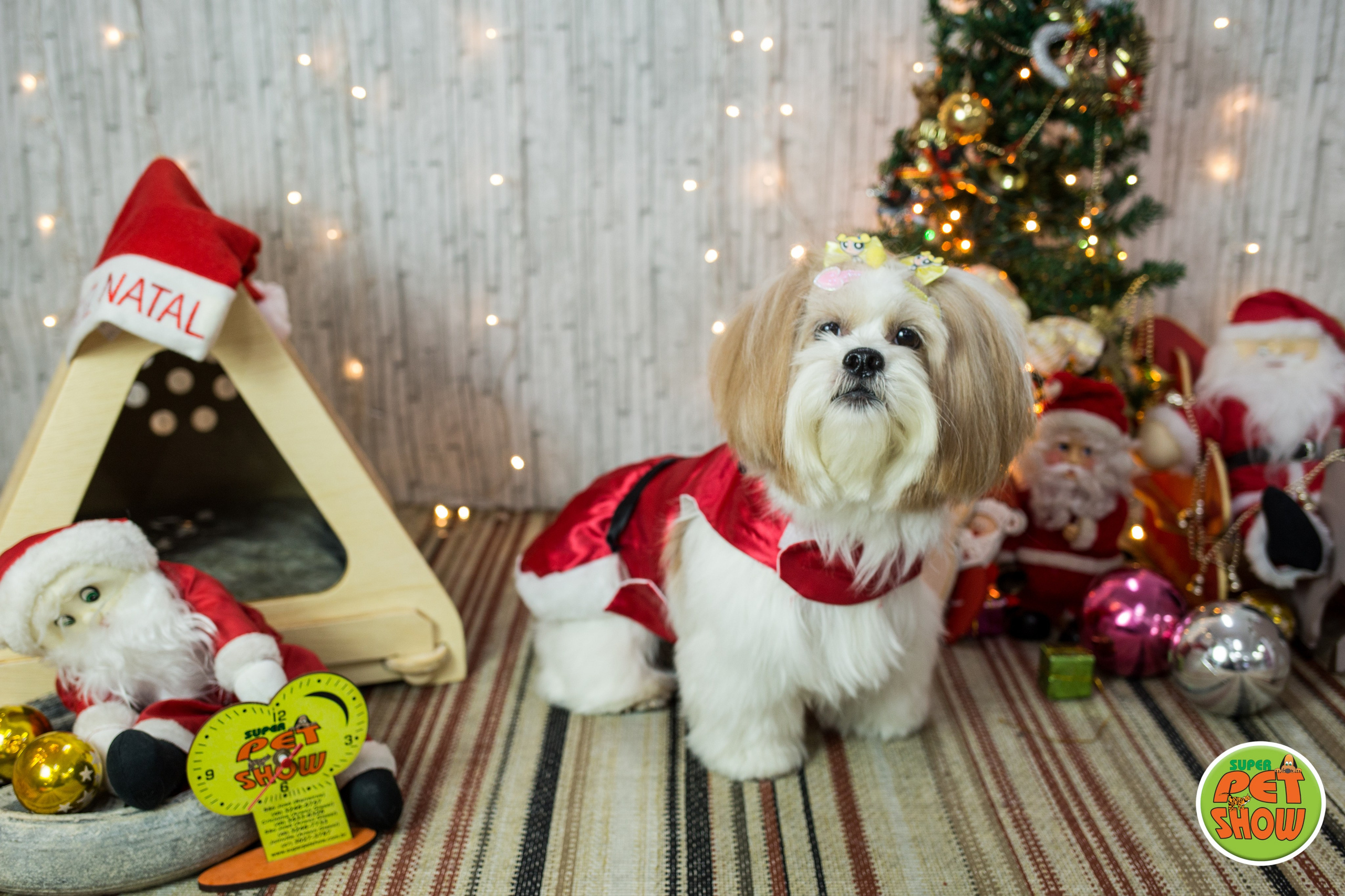 2019 — Natal encantado dos Pets. Fotografia Pet — estúdio, eventos, aniversários, ensaios temáticos