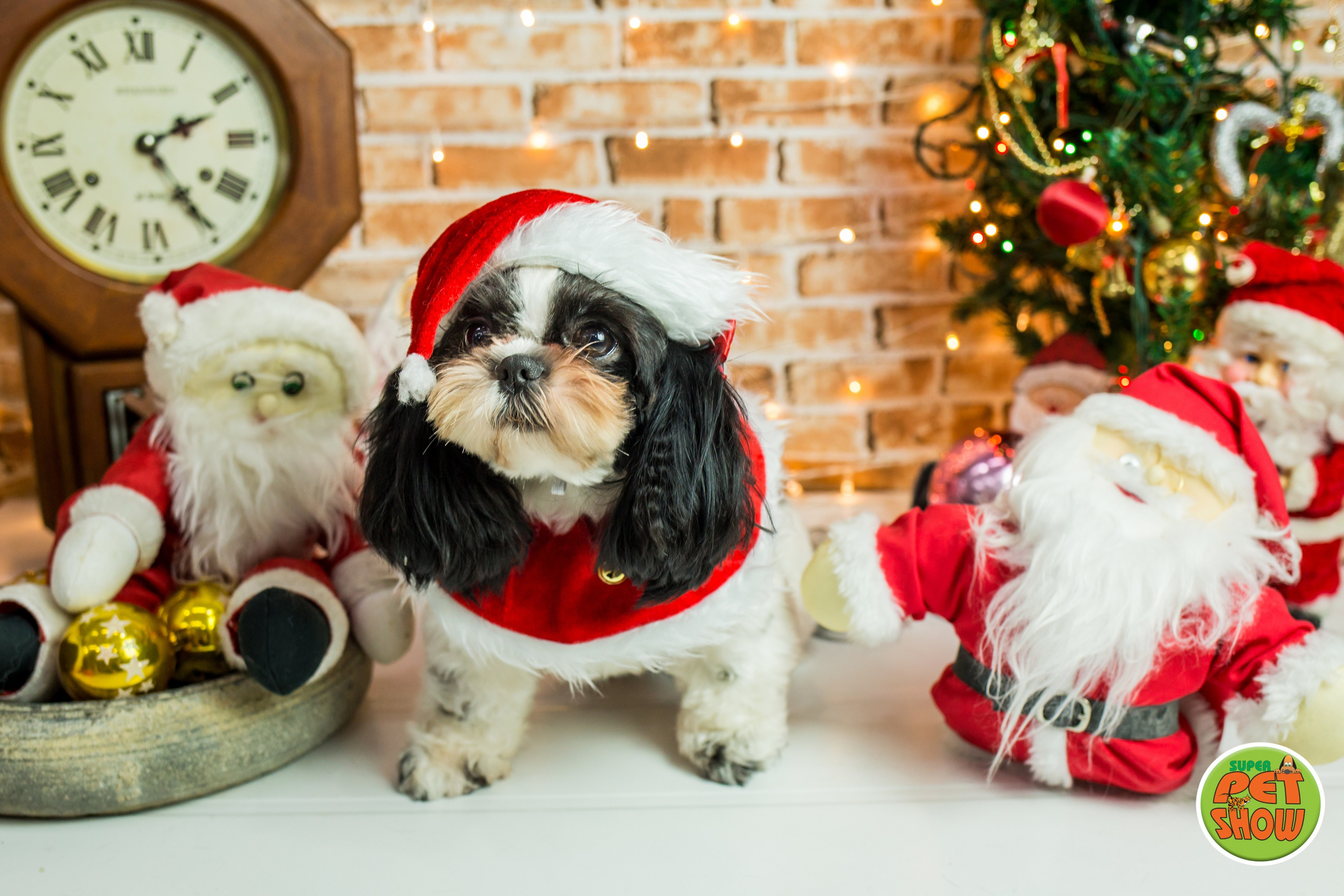 2019 — Natal encantado dos Pets. Fotografia Pet — estúdio, eventos, aniversários, ensaios temáticos