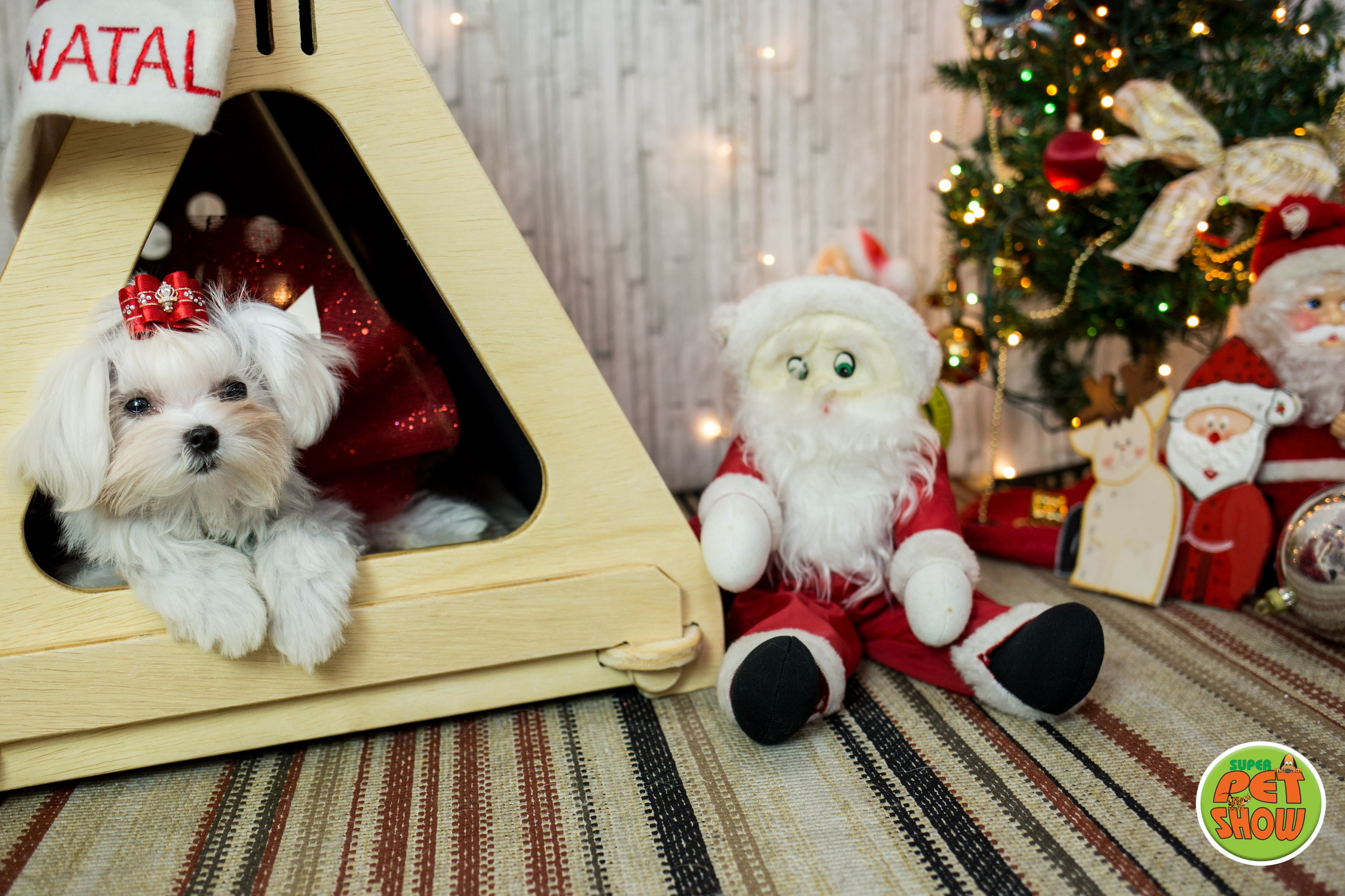 2019 — Natal encantado dos Pets. Fotografia Pet — estúdio, eventos, aniversários, ensaios temáticos