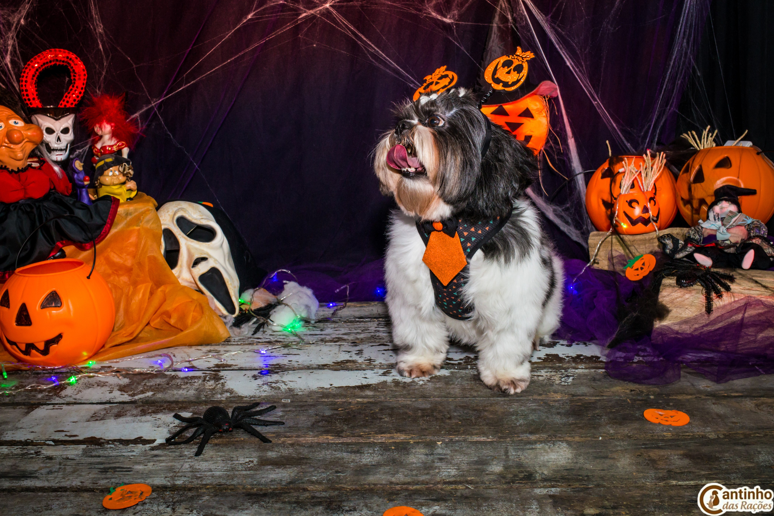 Hallowen — 2020 Doces ou travessuras. Fotografia Pet — estúdio, eventos, aniversários, ensaios temáticos
