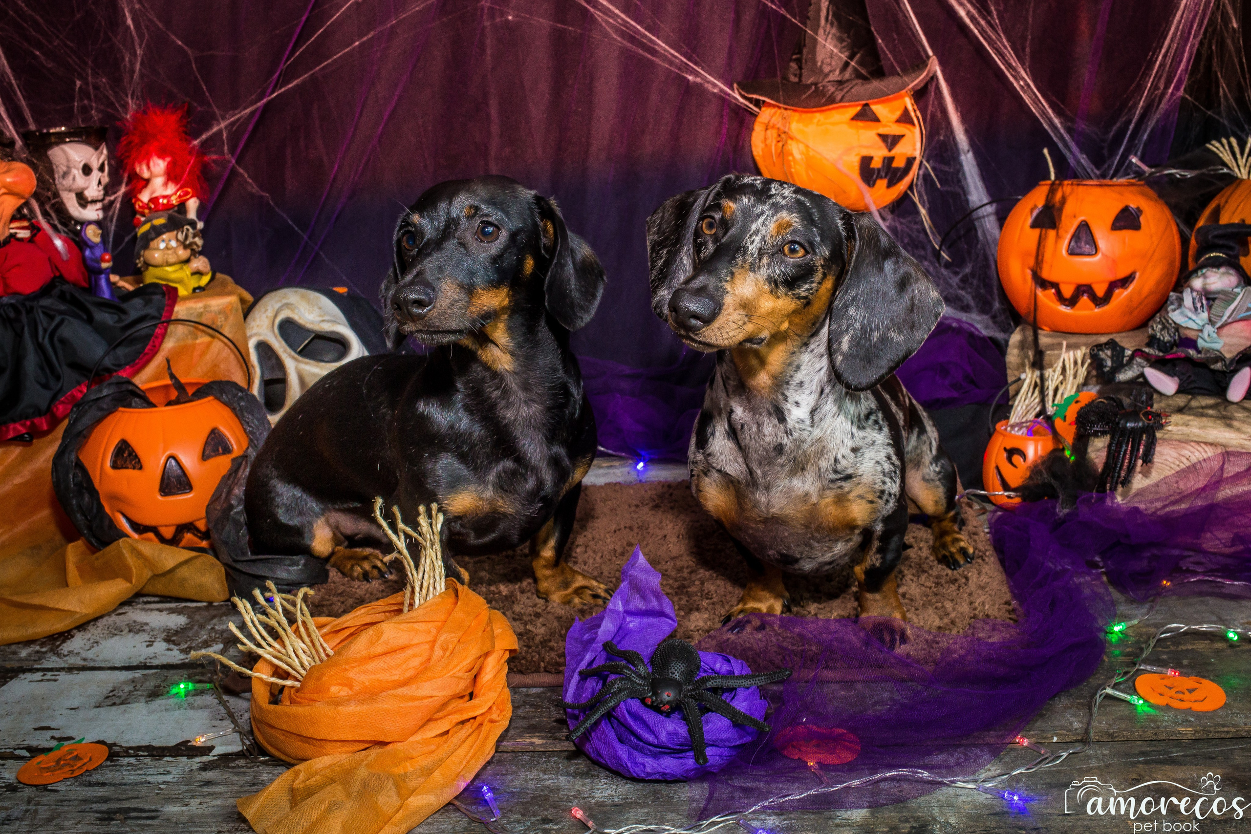 Hallowen — 2020 Doces ou travessuras. Fotografia Pet — estúdio, eventos, aniversários, ensaios temáticos