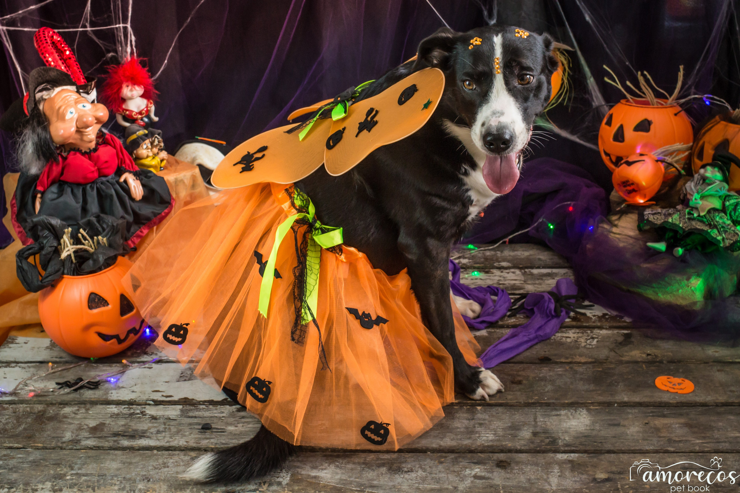 Hallowen — 2020 Doces ou travessuras. Fotografia Pet — estúdio, eventos, aniversários, ensaios temáticos
