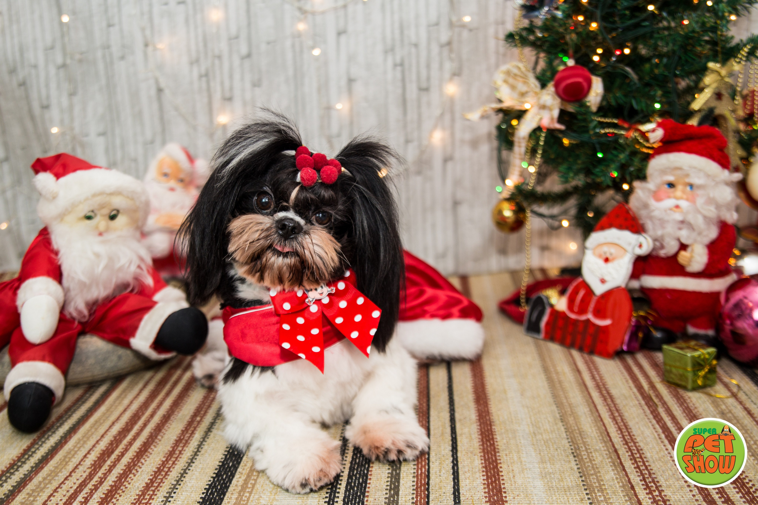 2019 — Natal encantado dos Pets. Fotografia Pet — estúdio, eventos, aniversários, ensaios temáticos