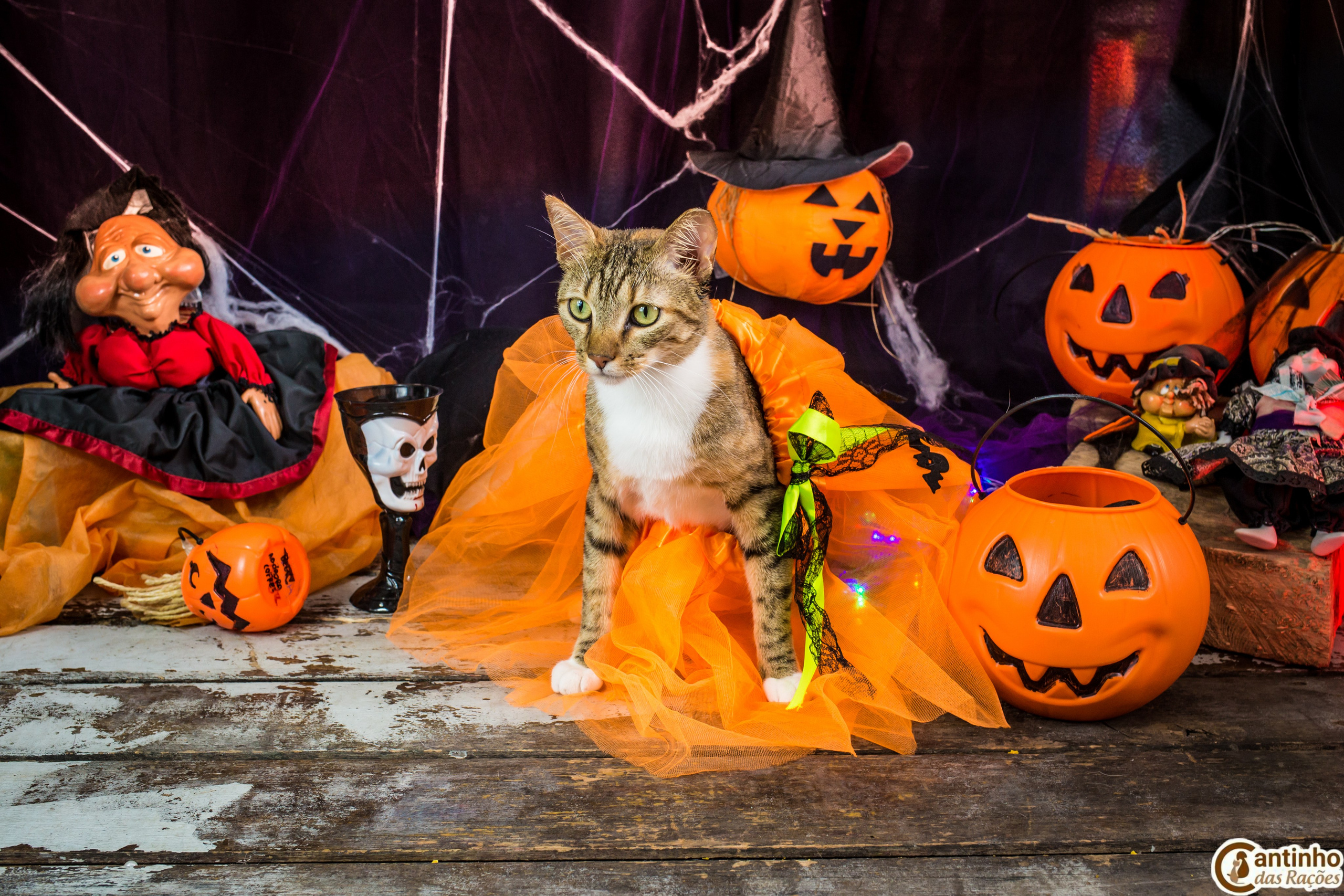 Hallowen — 2020 Doces ou travessuras. Fotografia Pet — estúdio, eventos, aniversários, ensaios temáticos