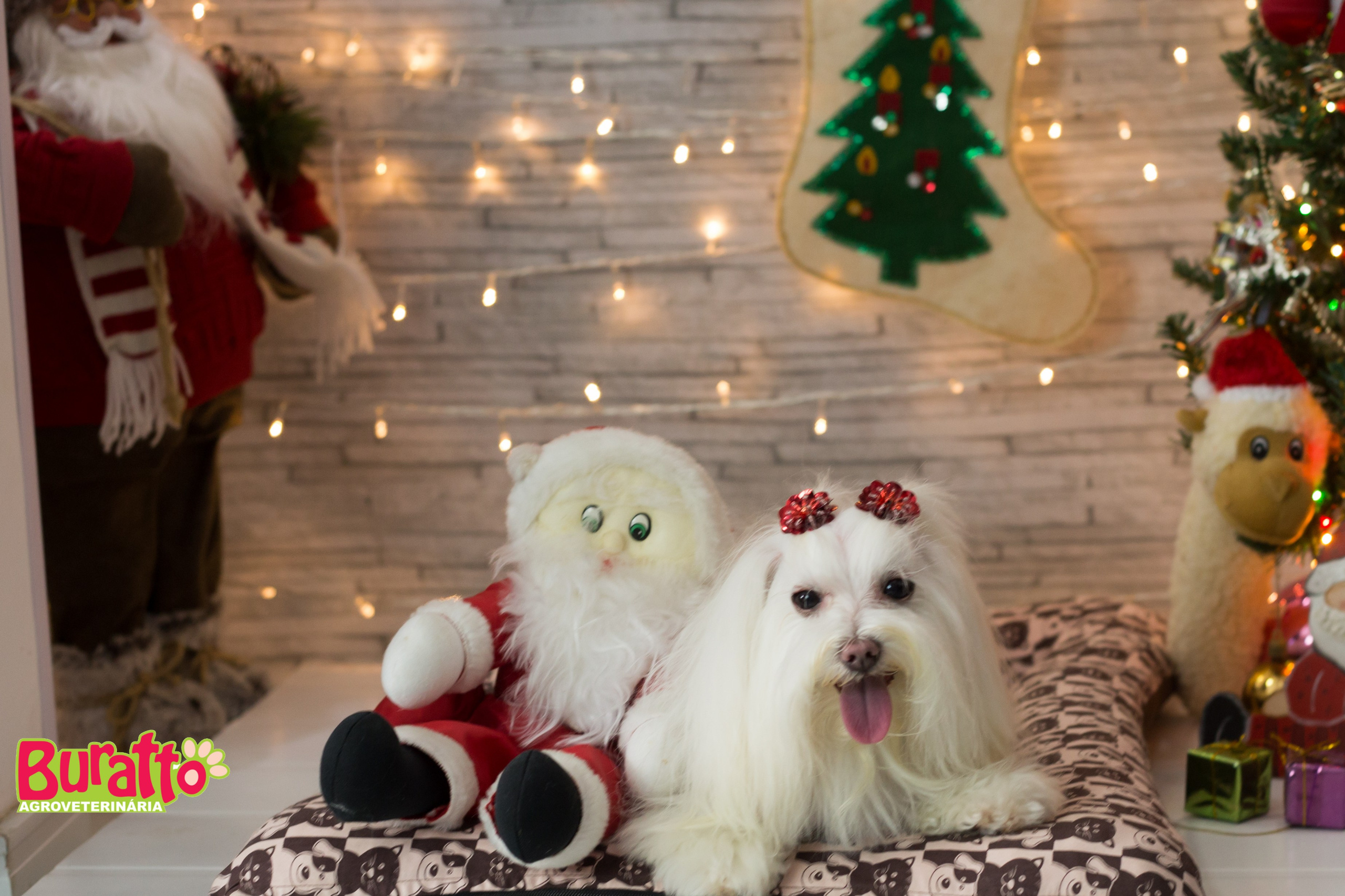 2018 — Natal encantado dos Pets. Fotografia Pet — estúdio, eventos, aniversários, ensaios temáticos