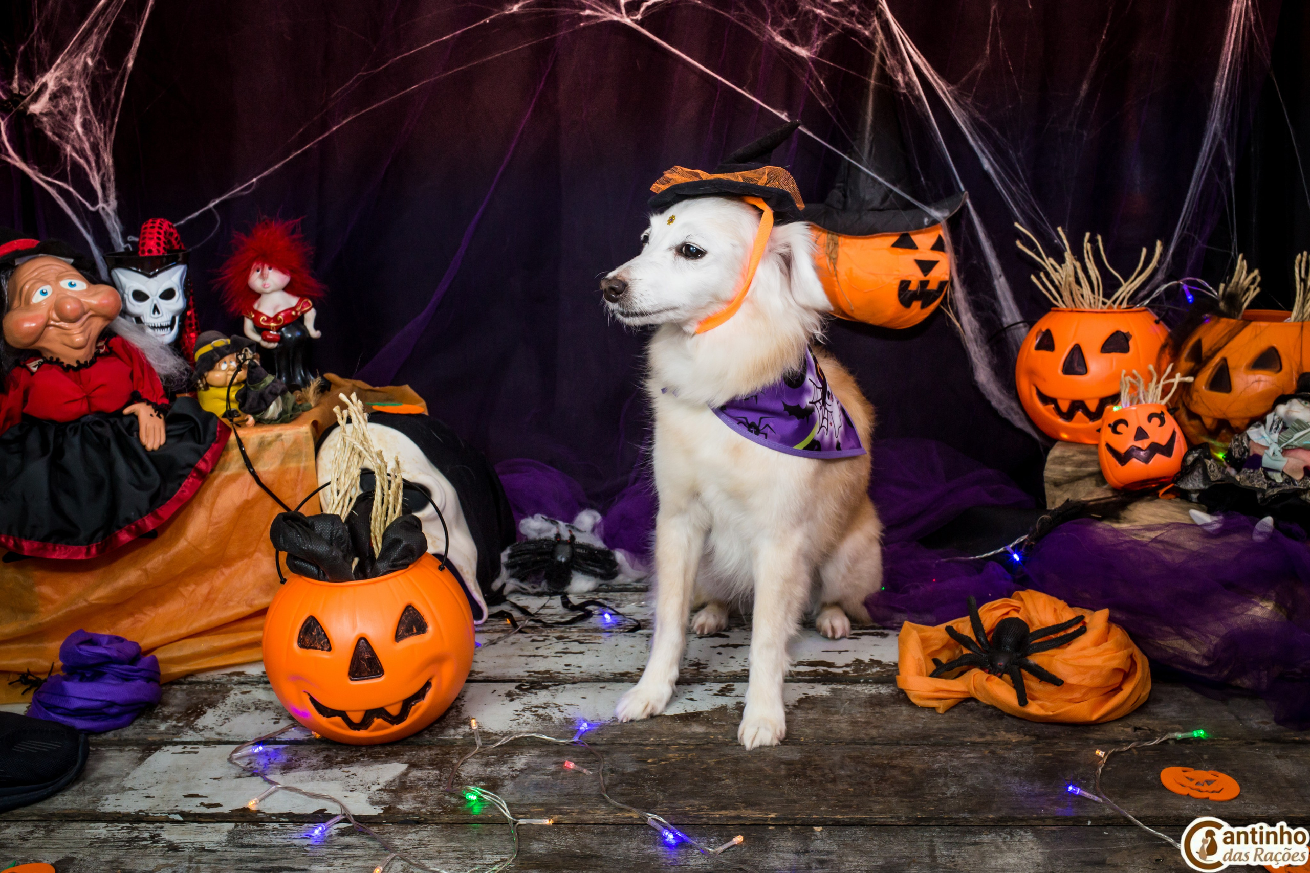 Hallowen — 2020 Doces ou travessuras. Fotografia Pet — estúdio, eventos, aniversários, ensaios temáticos