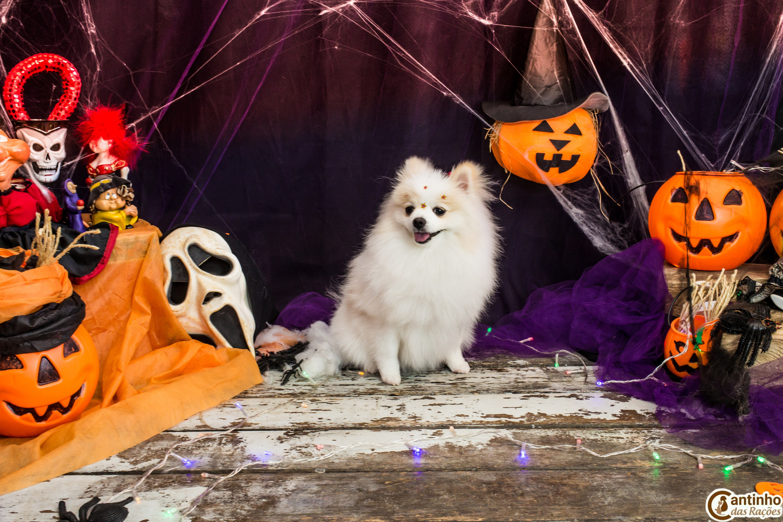 Hallowen — 2020 Doces ou travessuras. Fotografia Pet — estúdio, eventos, aniversários, ensaios temáticos
