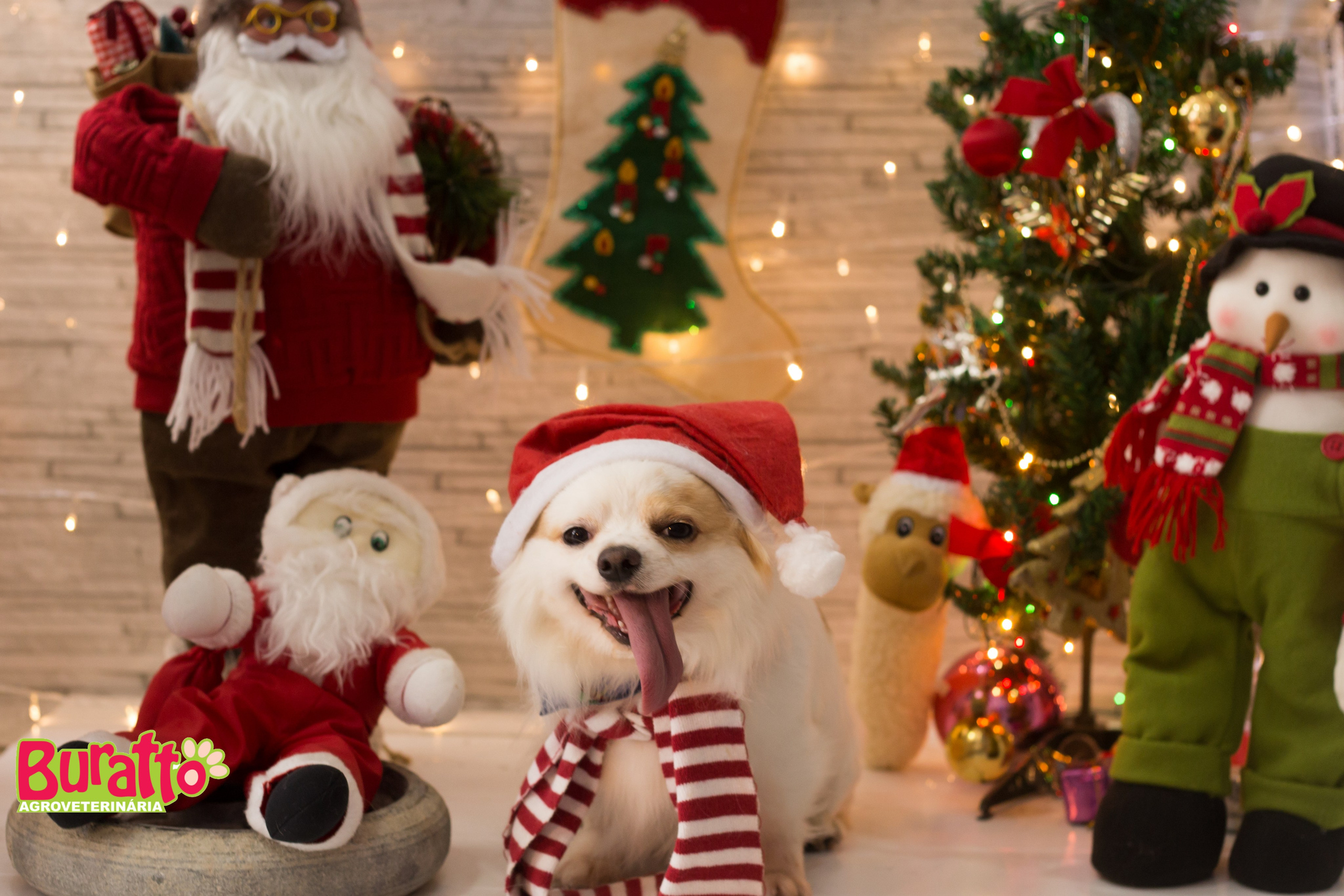 2018 — Natal encantado dos Pets. Fotografia Pet — estúdio, eventos, aniversários, ensaios temáticos