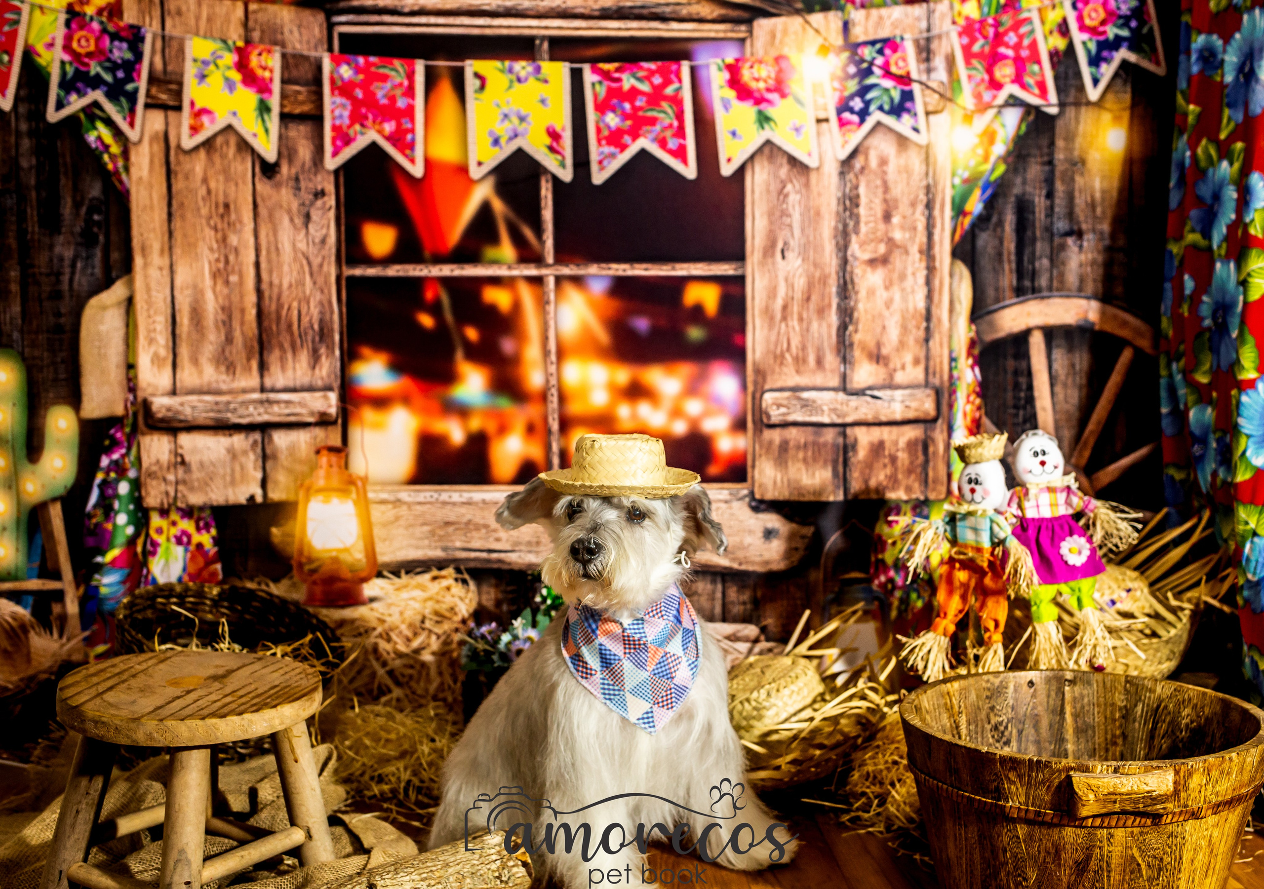 Arraia 2022. Fotografia Pet — estúdio, eventos, aniversários, ensaios temáticos