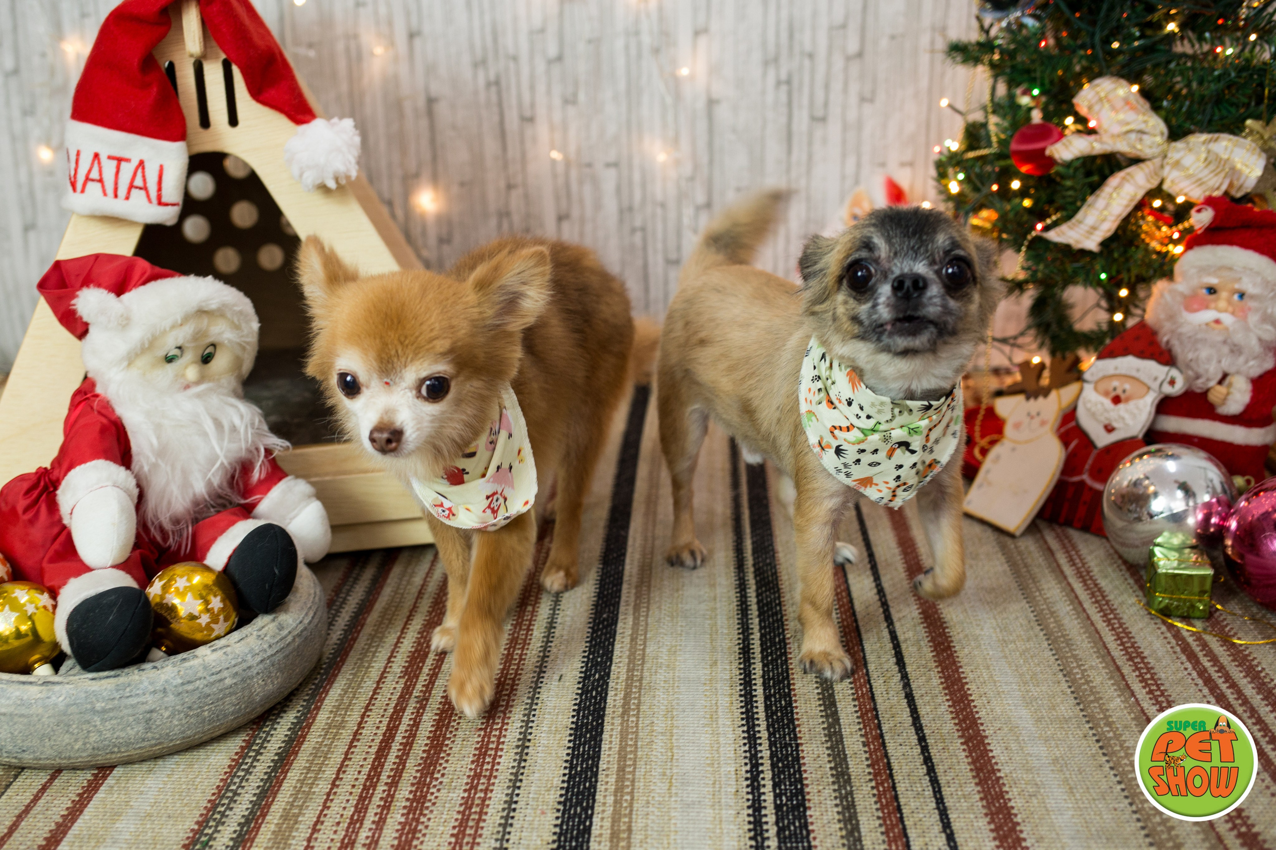 2019 — Natal encantado dos Pets. Fotografia Pet — estúdio, eventos, aniversários, ensaios temáticos