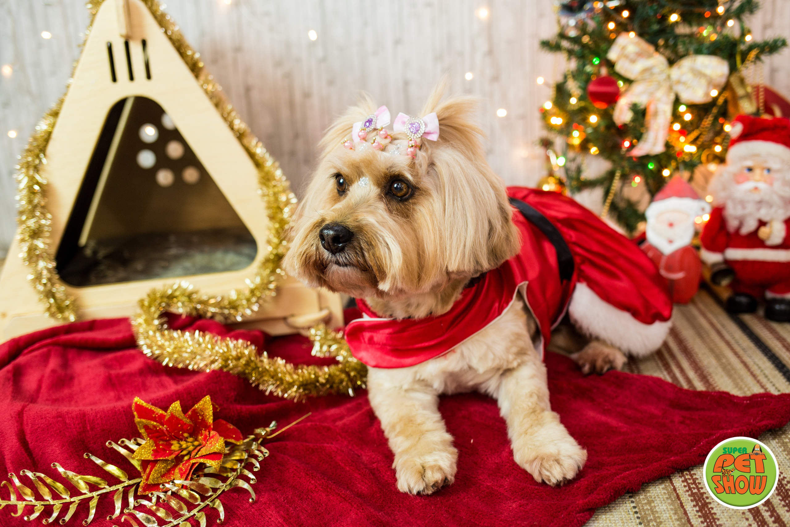 2019 — Natal encantado dos Pets. Fotografia Pet — estúdio, eventos, aniversários, ensaios temáticos