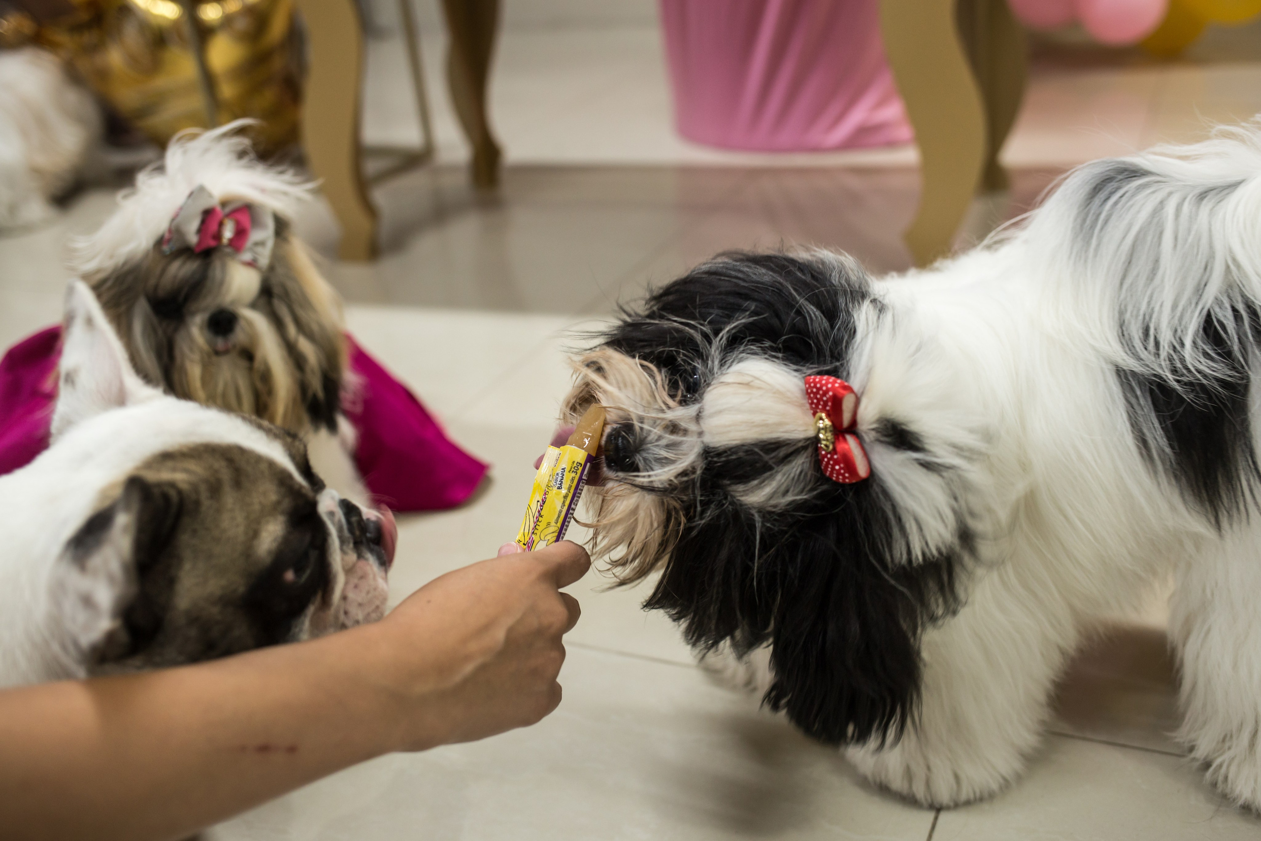 Kiara — 1 aninho. Fotografia Pet — estúdio, eventos, aniversários, ensaios temáticos