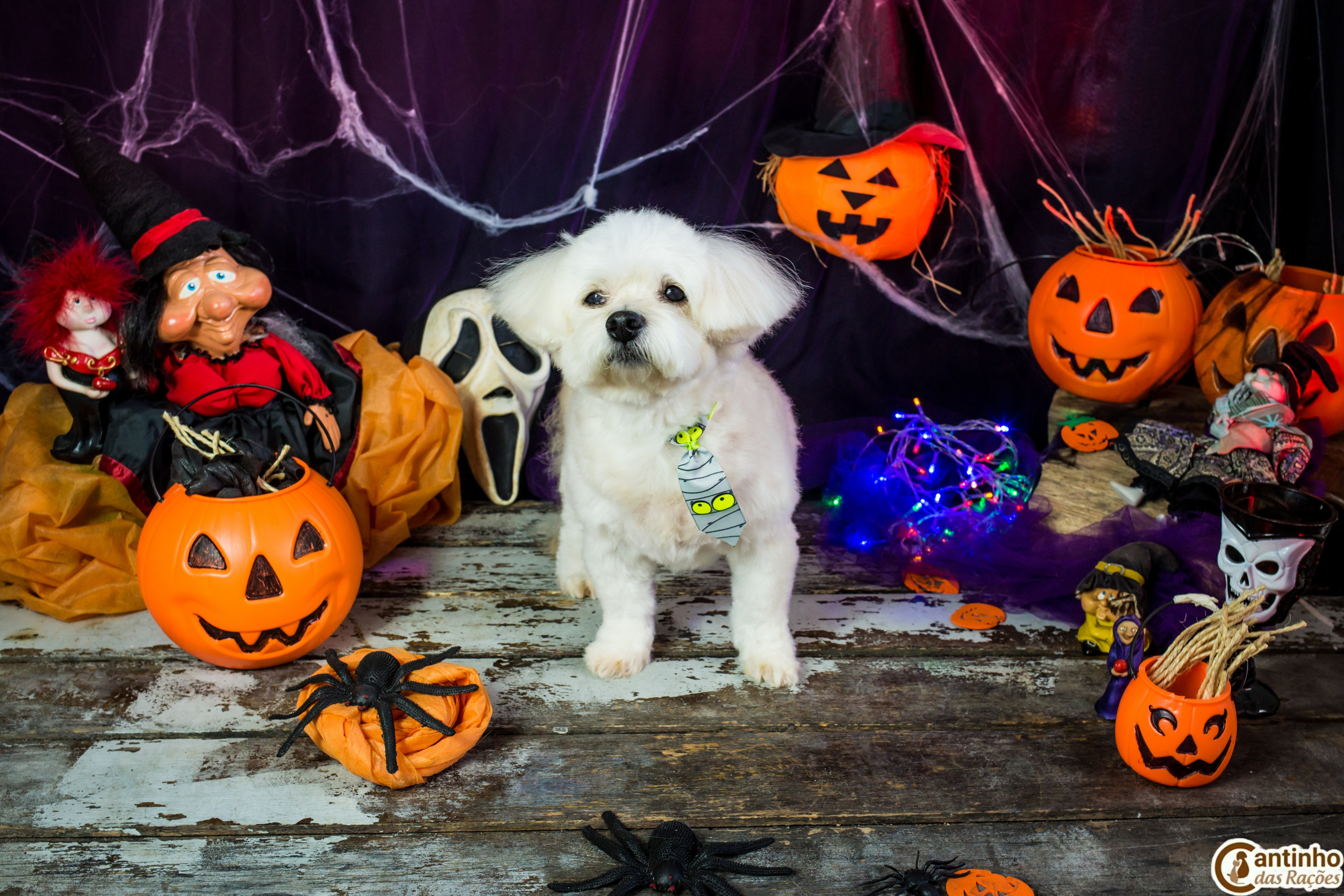 Hallowen — 2020 Doces ou travessuras. Fotografia Pet — estúdio, eventos, aniversários, ensaios temáticos