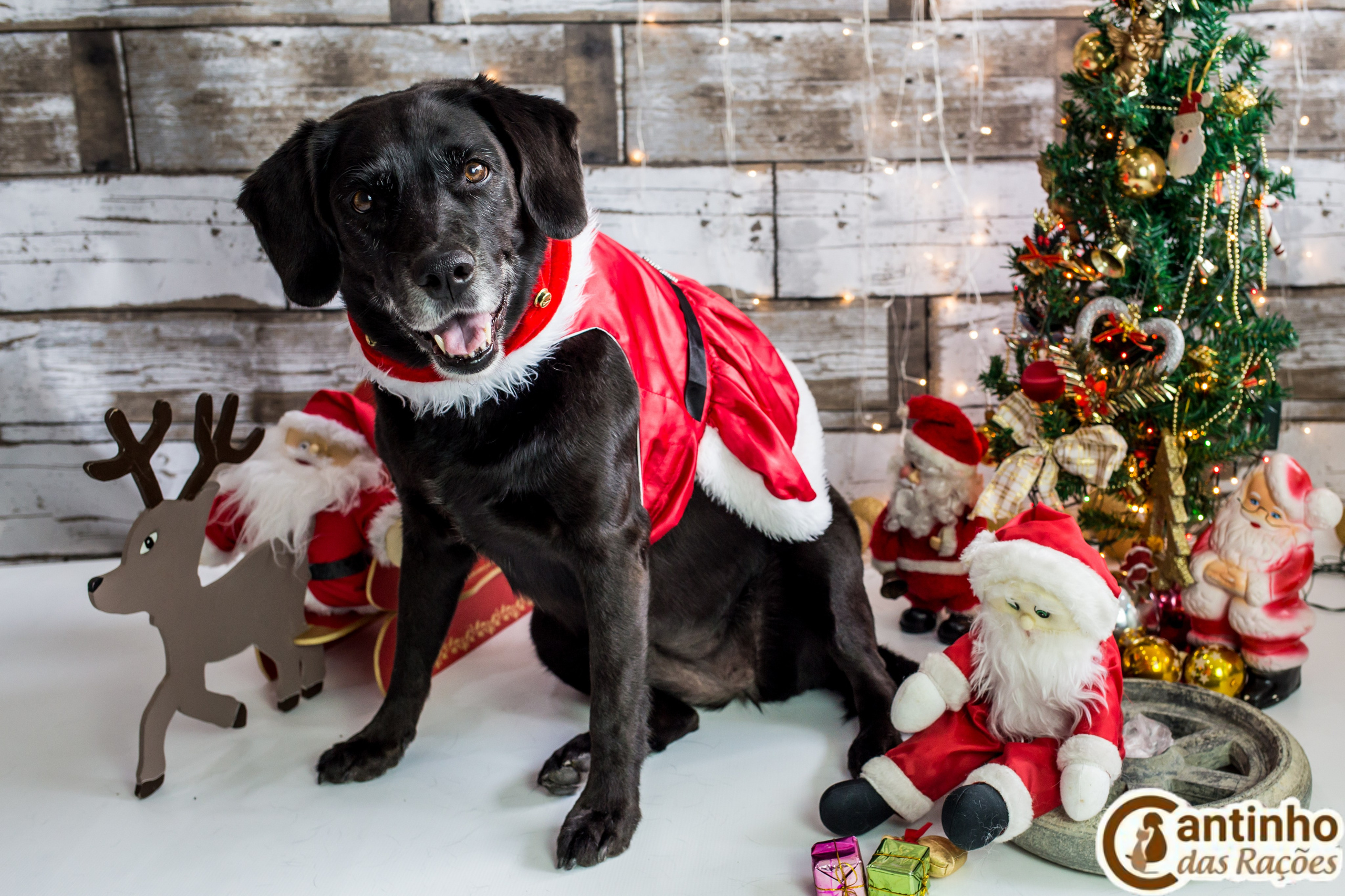 2019 — Natal encantado dos Pets. Fotografia Pet — estúdio, eventos, aniversários, ensaios temáticos