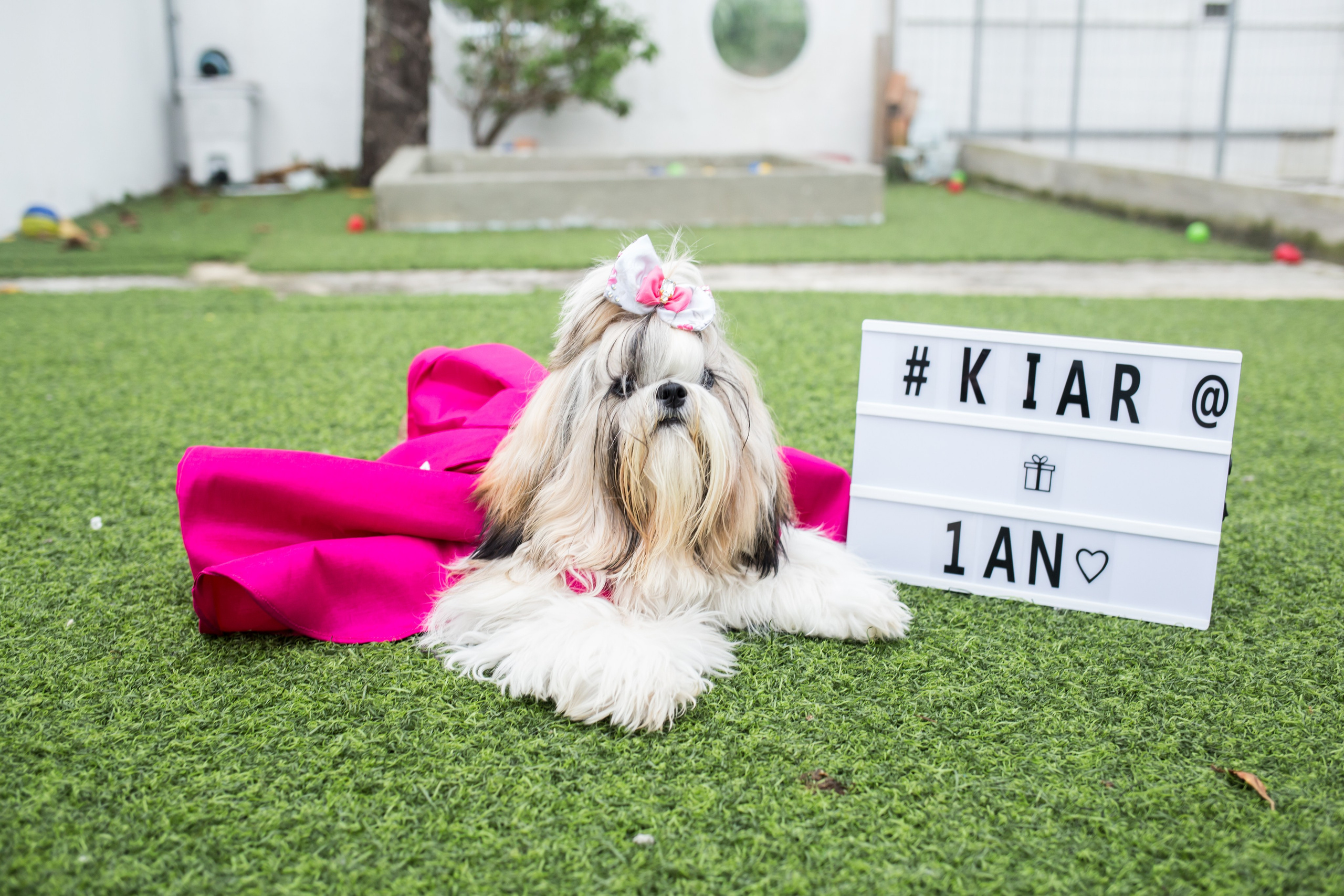 Kiara — 1 aninho. Fotografia Pet — estúdio, eventos, aniversários, ensaios temáticos