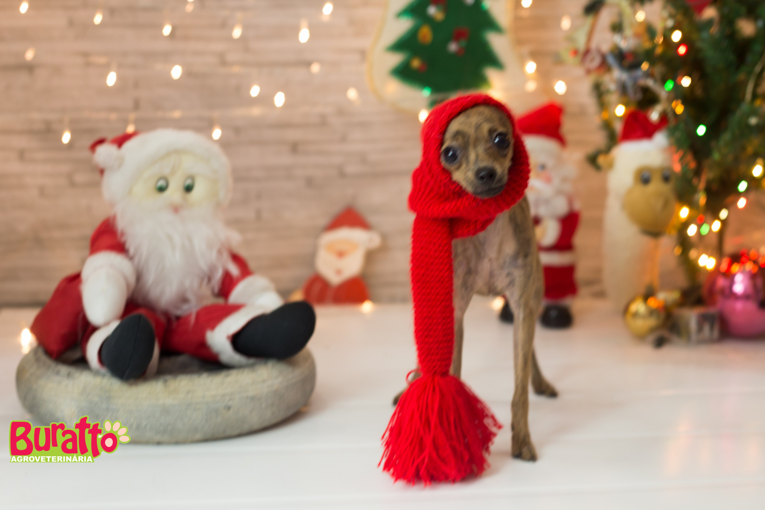 2018 — Natal encantado dos Pets. Fotografia Pet — estúdio, eventos, aniversários, ensaios temáticos