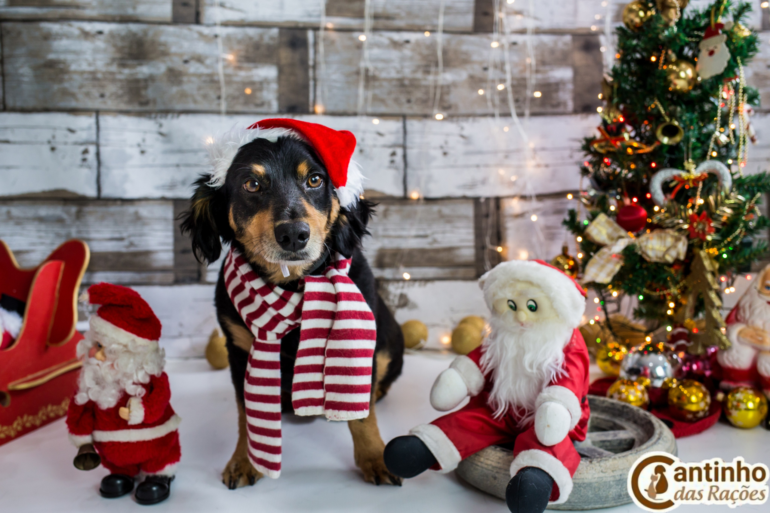 2019 — Natal encantado dos Pets. Fotografia Pet — estúdio, eventos, aniversários, ensaios temáticos