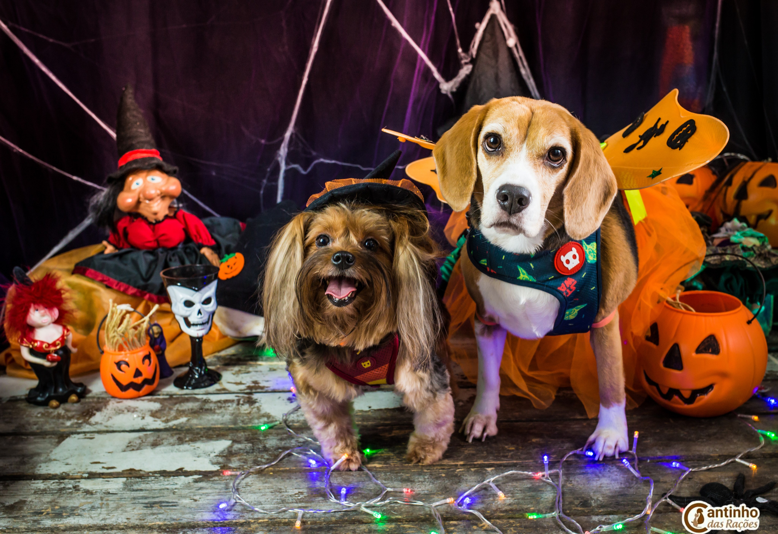 Hallowen — 2020 Doces ou travessuras. Fotografia Pet — estúdio, eventos, aniversários, ensaios temáticos