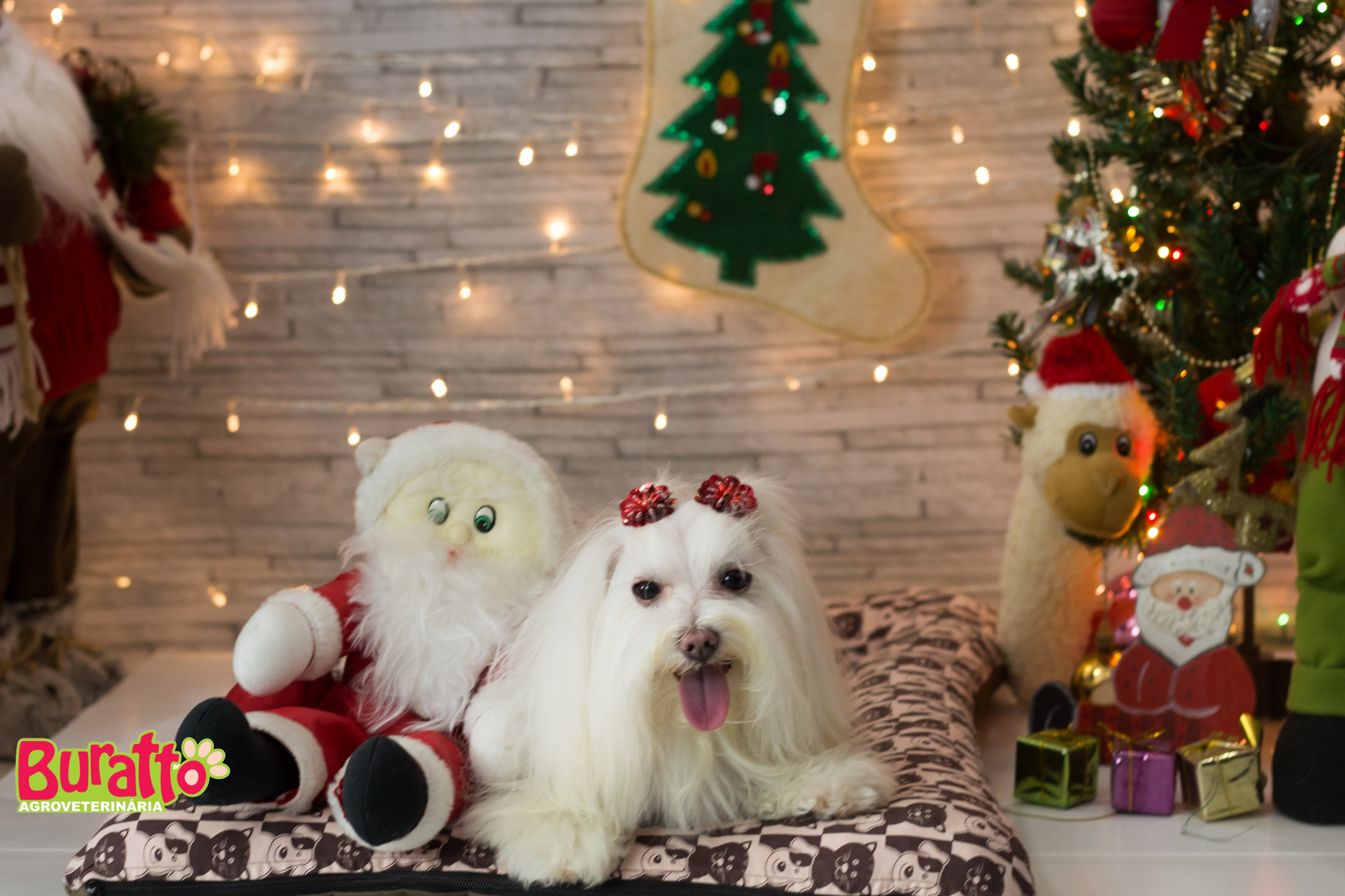2018 — Natal encantado dos Pets. Fotografia Pet — estúdio, eventos, aniversários, ensaios temáticos