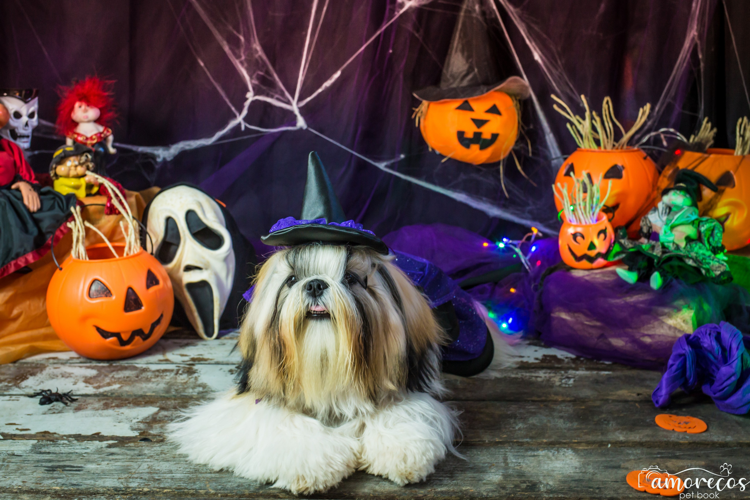 Hallowen — 2020 Doces ou travessuras. Fotografia Pet — estúdio, eventos, aniversários, ensaios temáticos