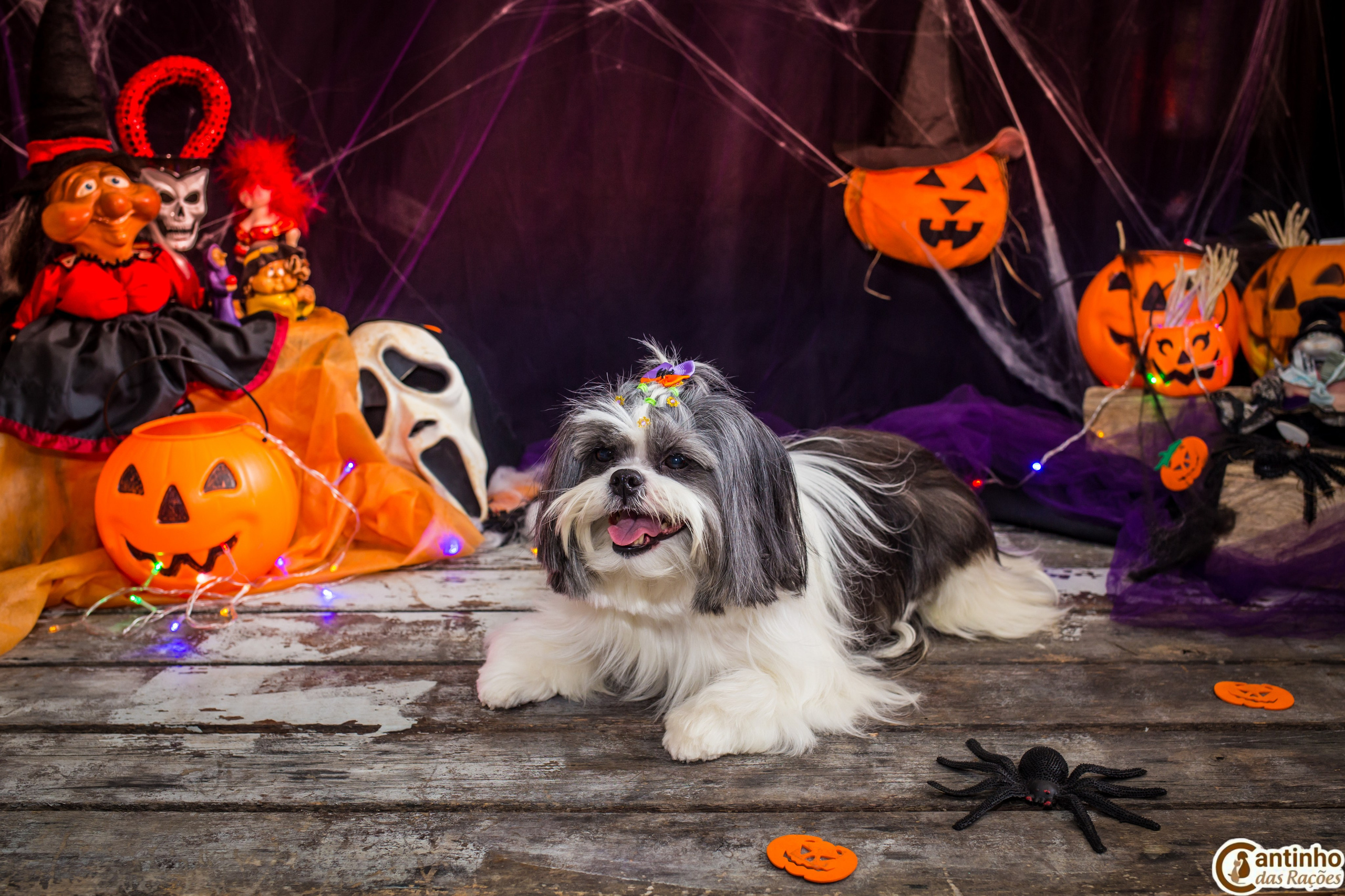 Hallowen — 2020 Doces ou travessuras. Fotografia Pet — estúdio, eventos, aniversários, ensaios temáticos