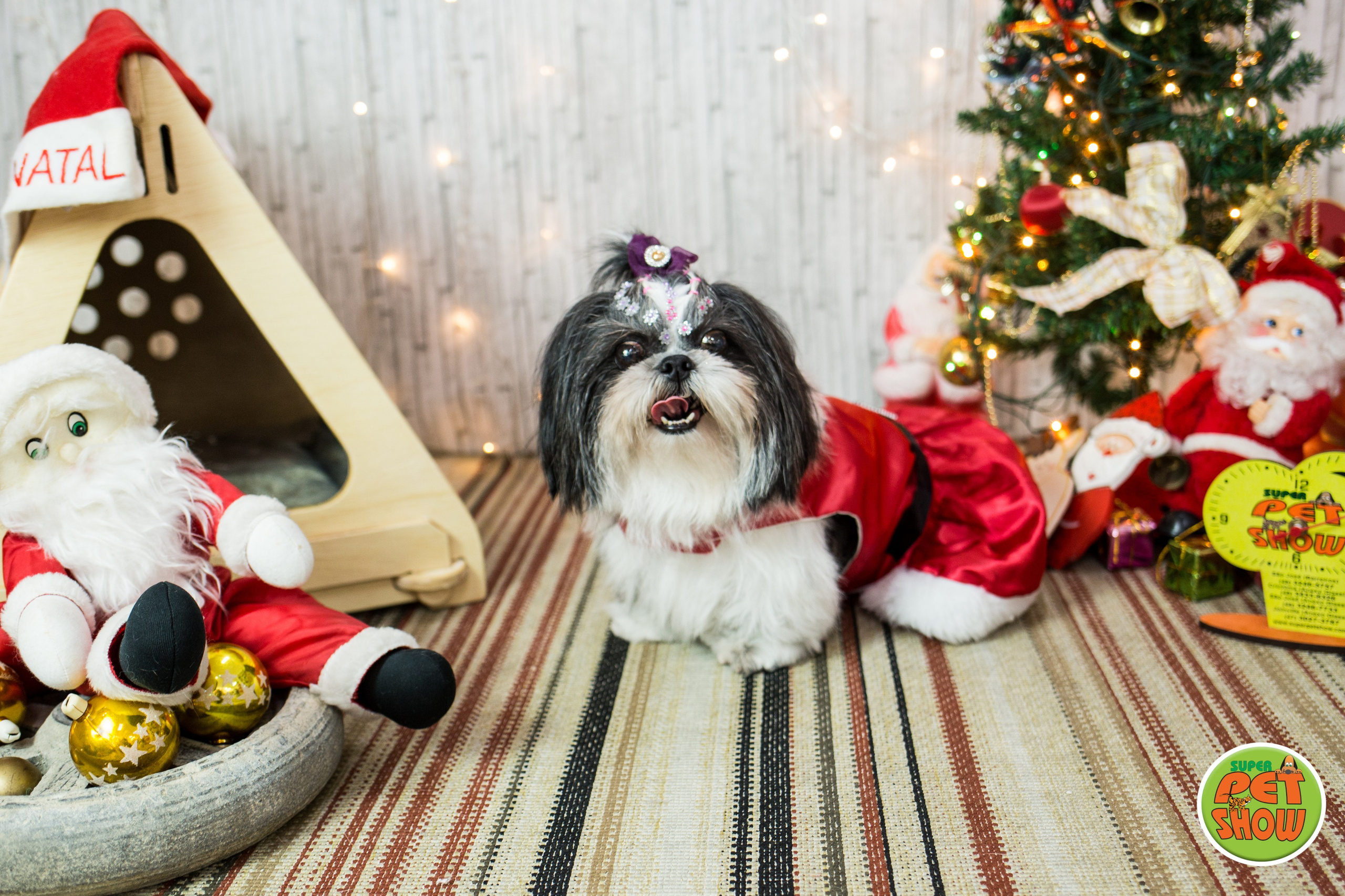 2019 — Natal encantado dos Pets. Fotografia Pet — estúdio, eventos, aniversários, ensaios temáticos