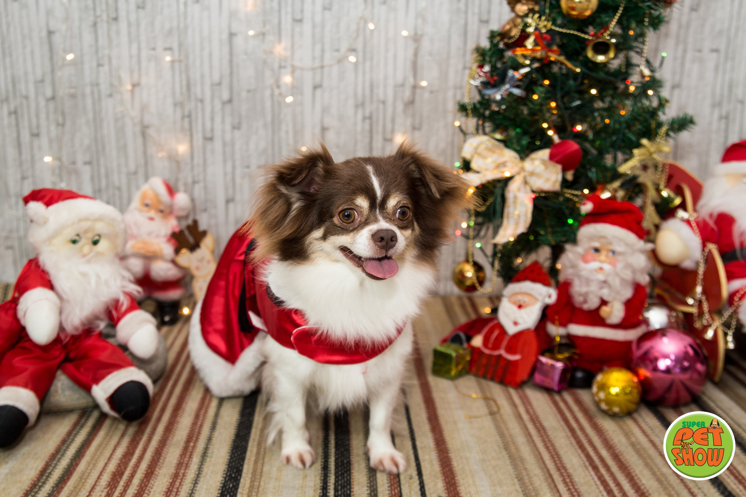 2019 — Natal encantado dos Pets. Fotografia Pet — estúdio, eventos, aniversários, ensaios temáticos