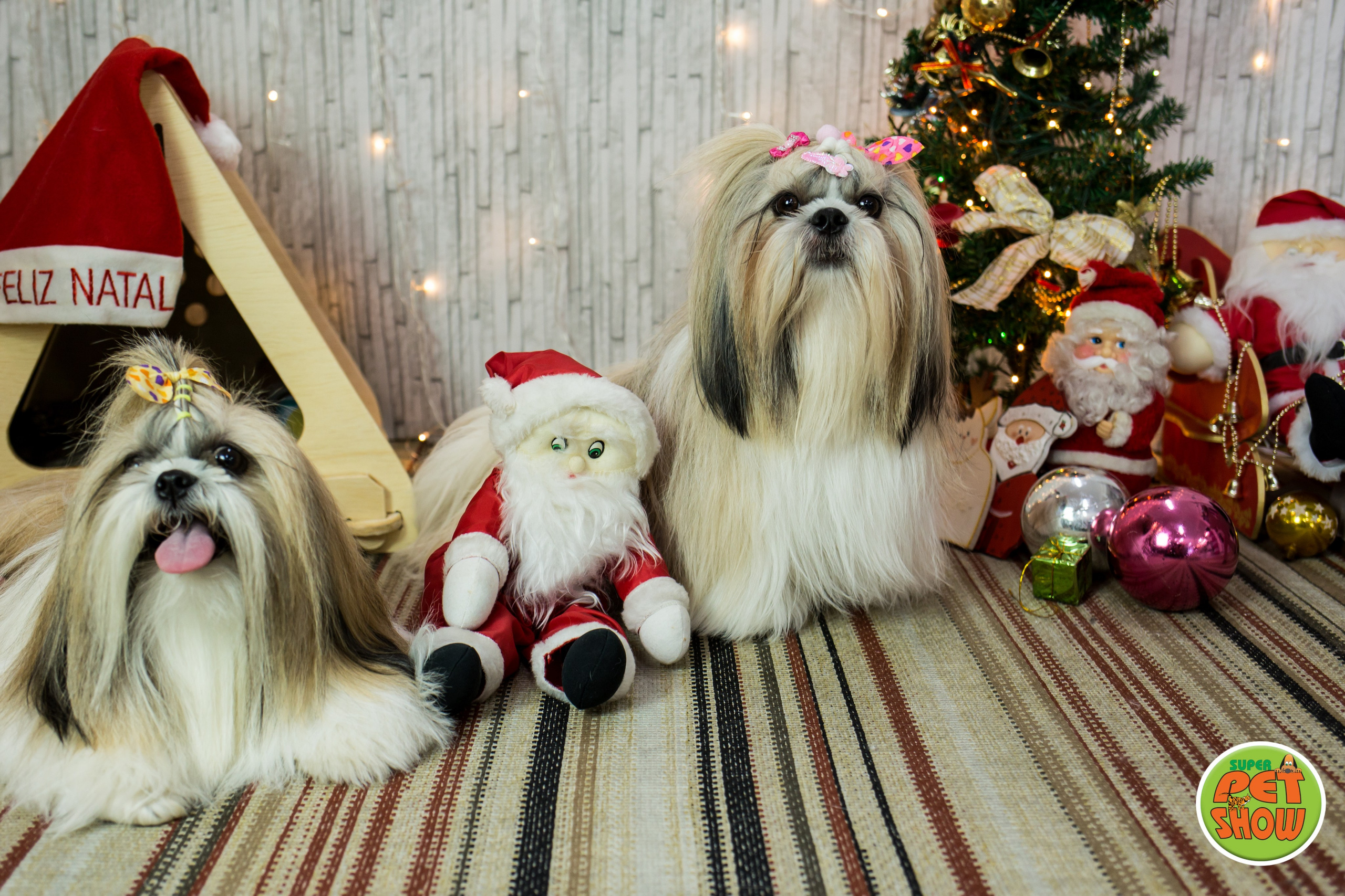 2019 — Natal encantado dos Pets. Fotografia Pet — estúdio, eventos, aniversários, ensaios temáticos