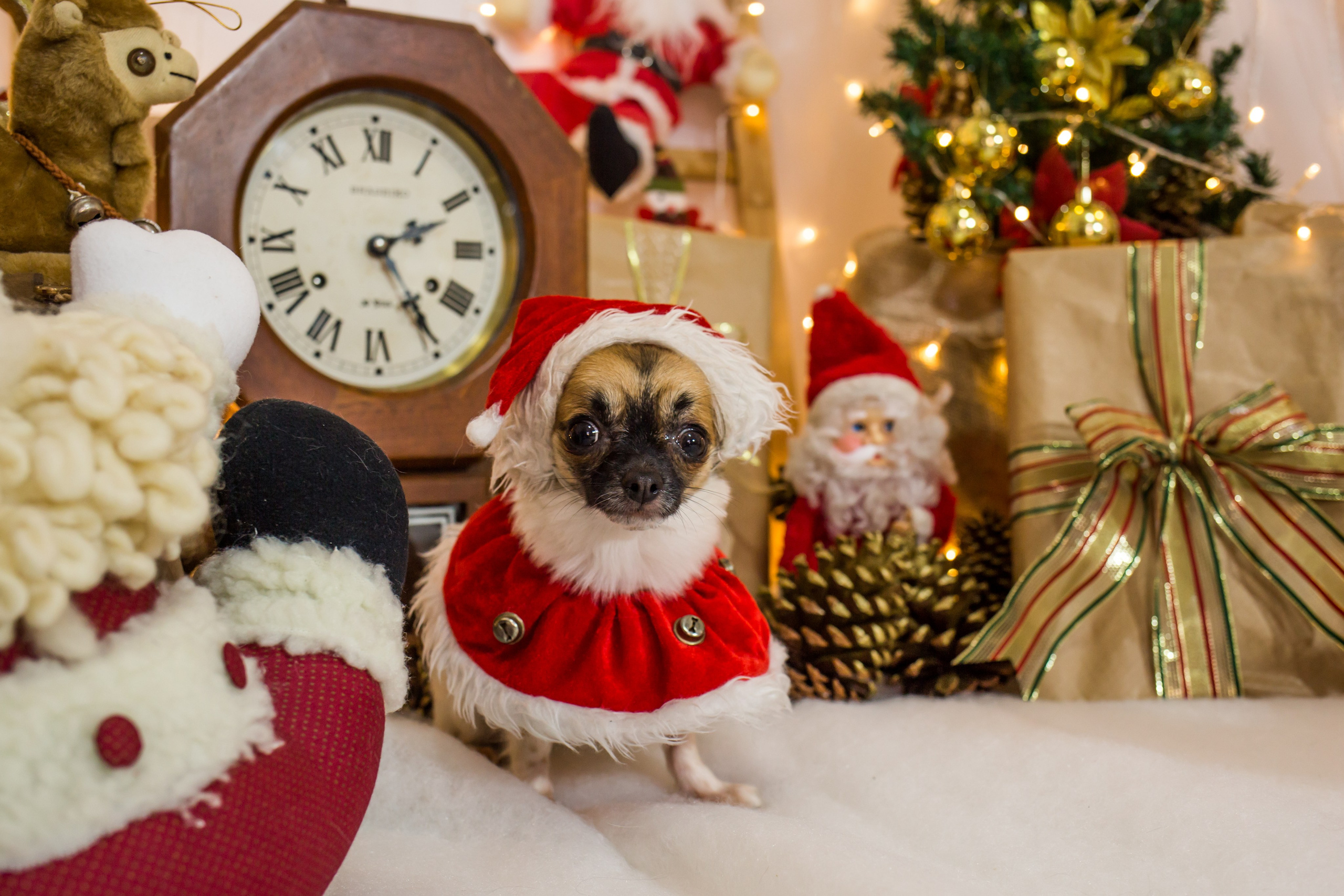 2021 — Natal encantado dos Pets. Fotografia Pet — estúdio, eventos, aniversários, ensaios temáticos