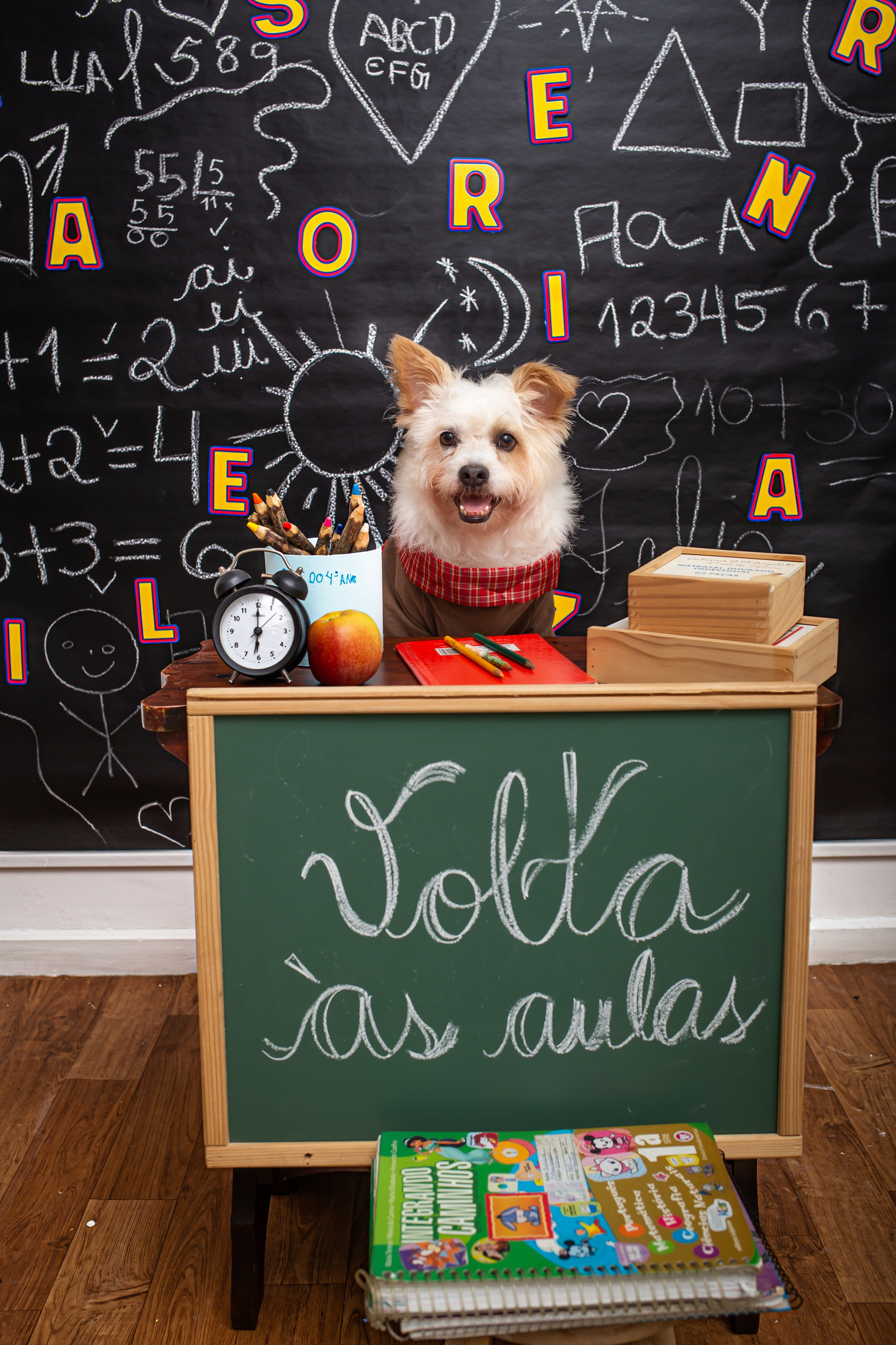 Fotografia Pet — estúdio, eventos, aniversários, ensaios temáticos