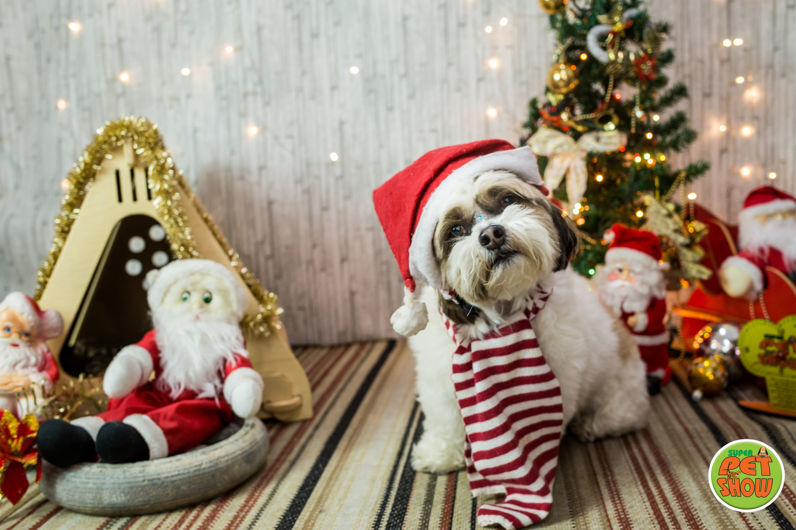 2019 — Natal encantado dos Pets. Fotografia Pet — estúdio, eventos, aniversários, ensaios temáticos