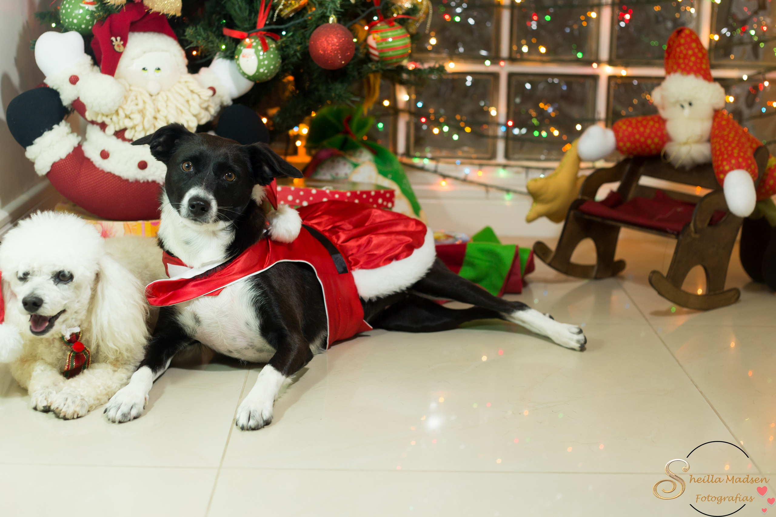 🐾 Um Natal cheio de amor, no cantinho deles. Fotografia Pet — estúdio, eventos, aniversários, ensaios temáticos