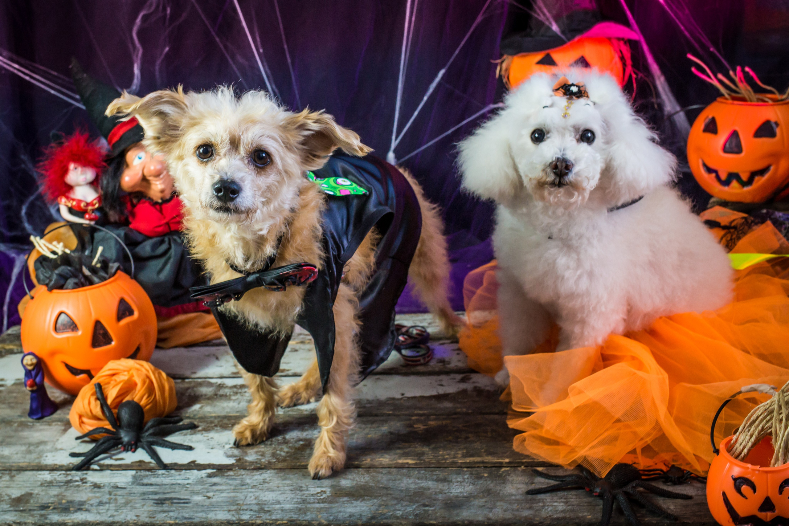 Hallowen — 2020 Doces ou travessuras. Fotografia Pet — estúdio, eventos, aniversários, ensaios temáticos