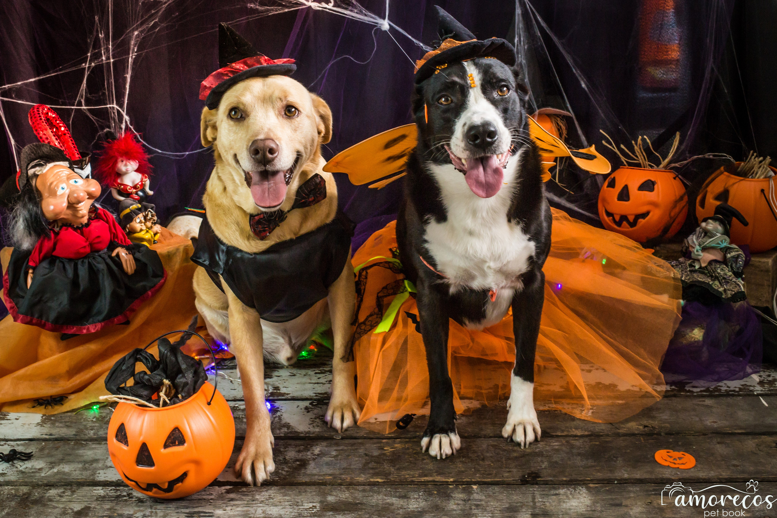 Hallowen — 2020 Doces ou travessuras. Fotografia Pet — estúdio, eventos, aniversários, ensaios temáticos