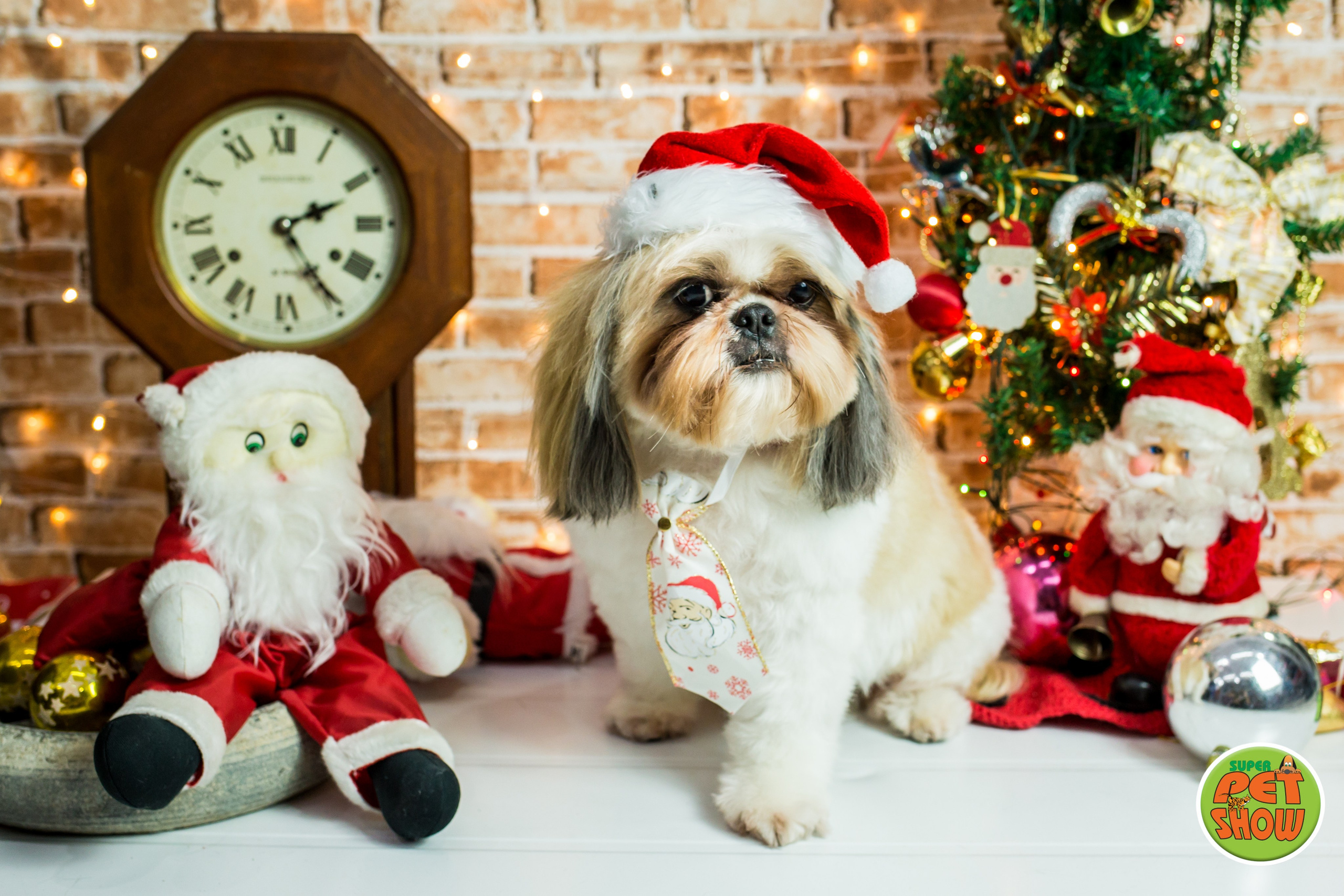 2019 — Natal encantado dos Pets. Fotografia Pet — estúdio, eventos, aniversários, ensaios temáticos
