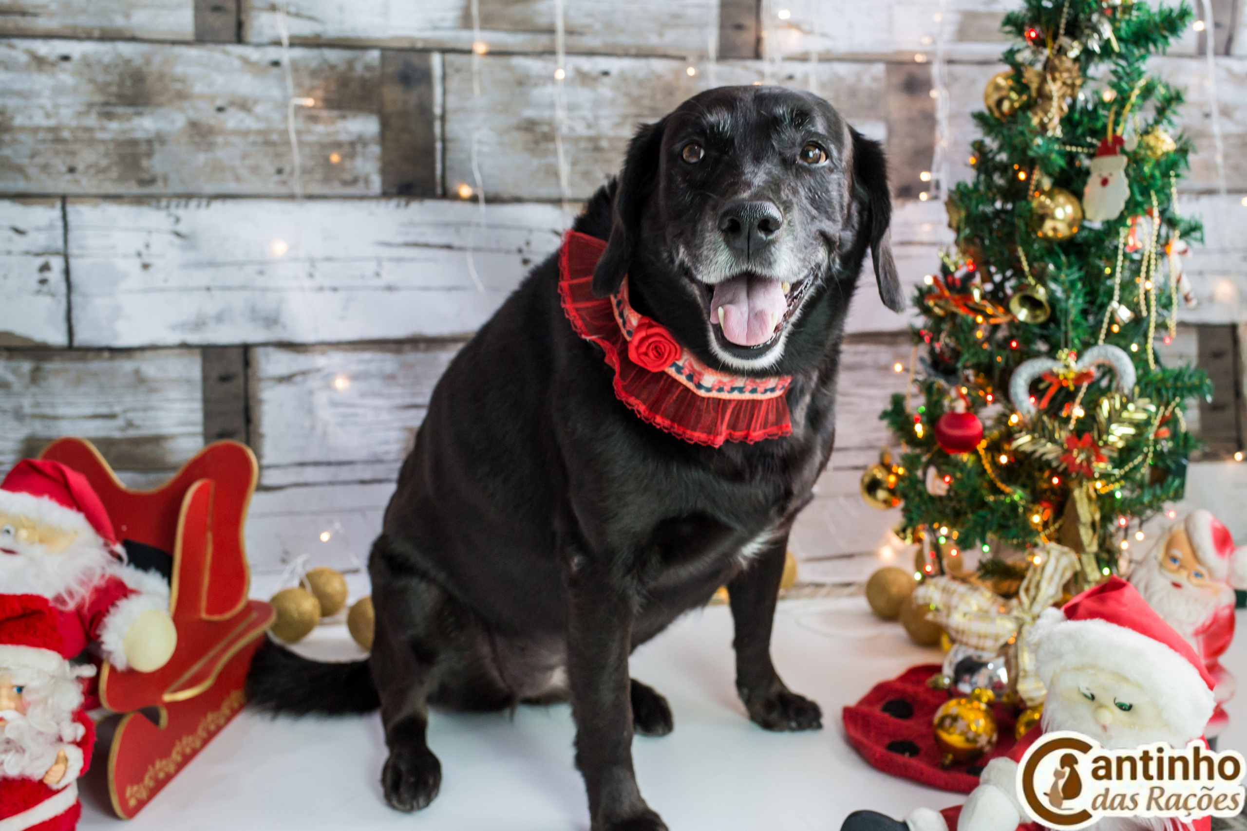 2019 — Natal encantado dos Pets. Fotografia Pet — estúdio, eventos, aniversários, ensaios temáticos