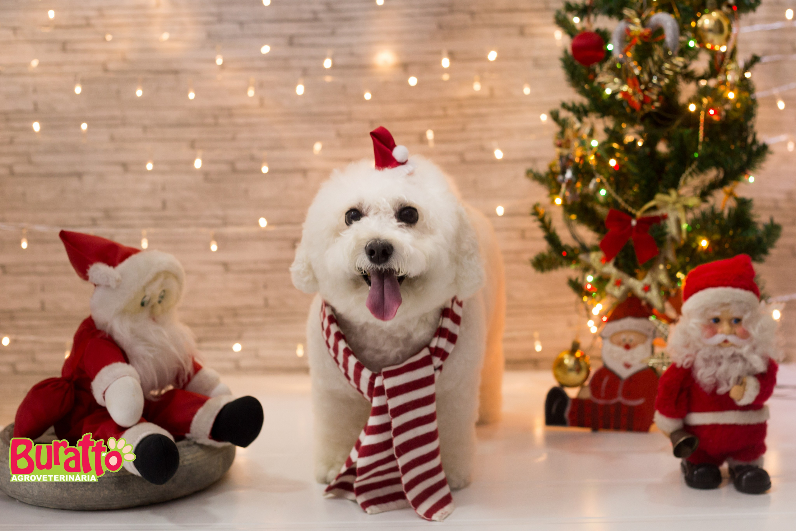 2018 — Natal encantado dos Pets. Fotografia Pet — estúdio, eventos, aniversários, ensaios temáticos