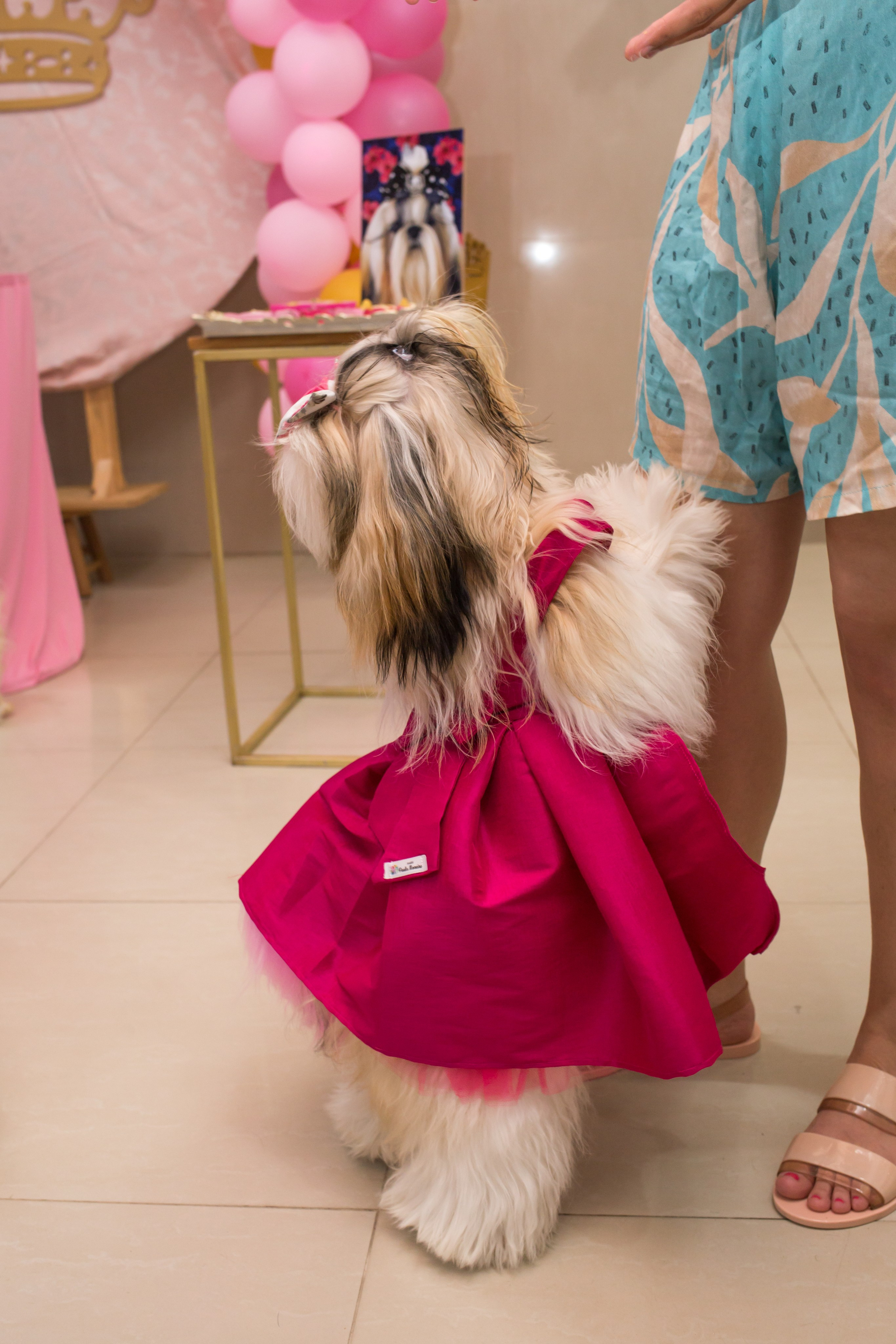 Kiara — 1 aninho. Fotografia Pet — estúdio, eventos, aniversários, ensaios temáticos