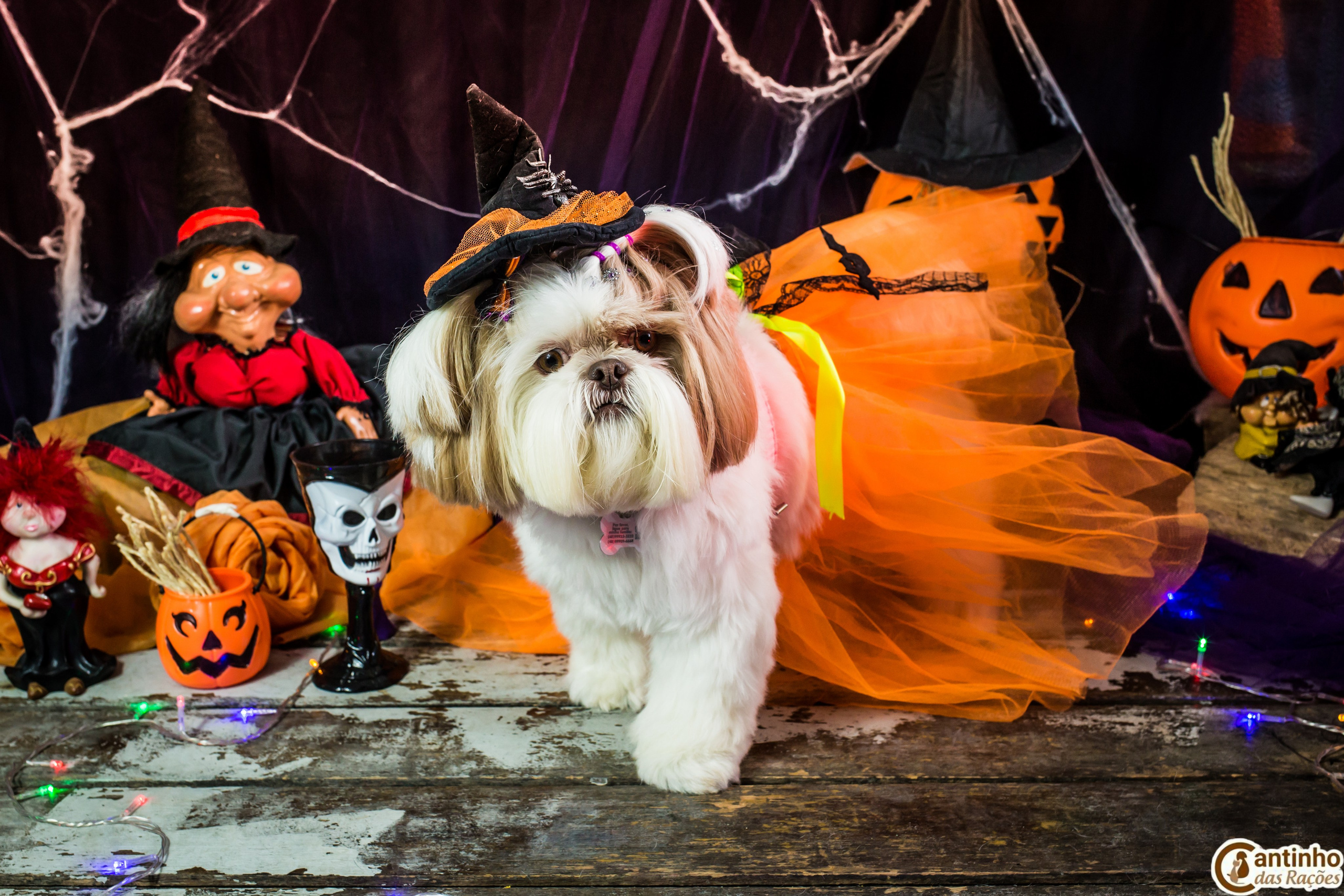 Hallowen — 2020 Doces ou travessuras. Fotografia Pet — estúdio, eventos, aniversários, ensaios temáticos