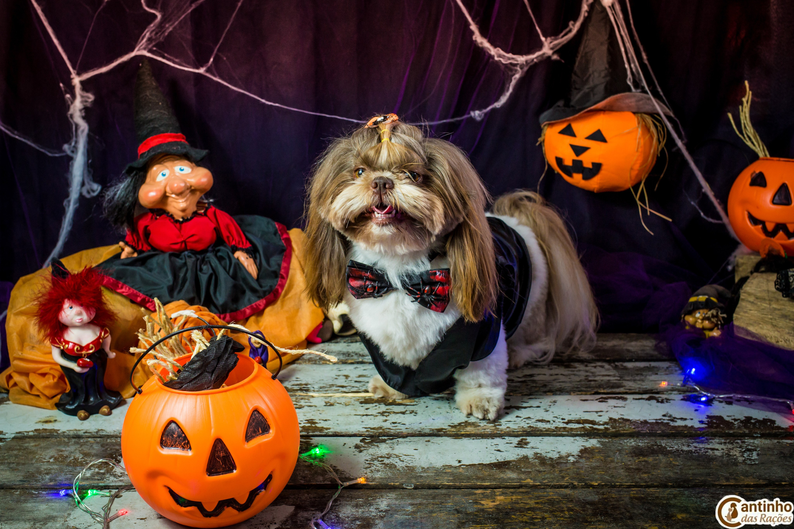 Hallowen — 2020 Doces ou travessuras. Fotografia Pet — estúdio, eventos, aniversários, ensaios temáticos